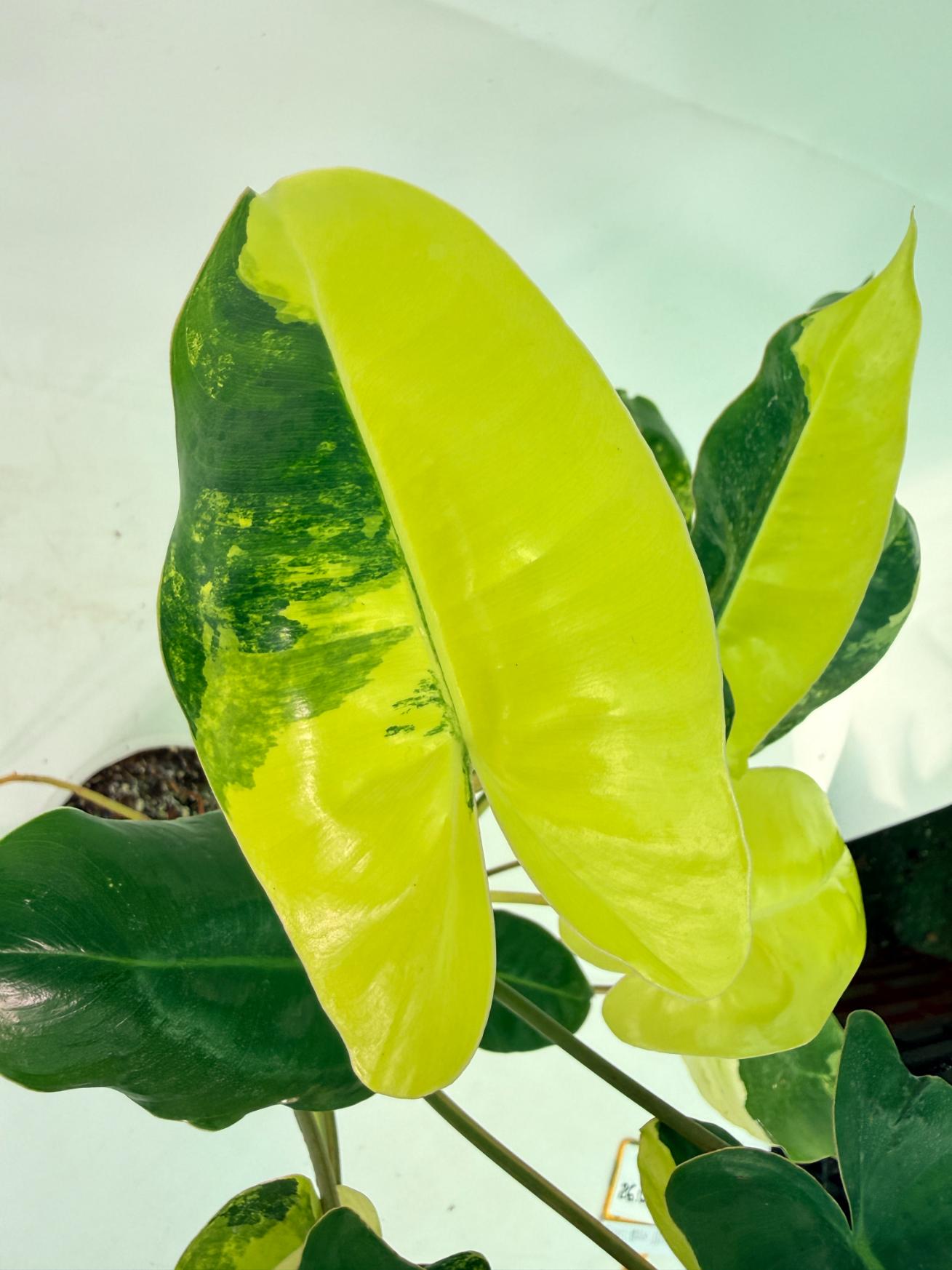 Philodendron Burle Marx Variegata 07