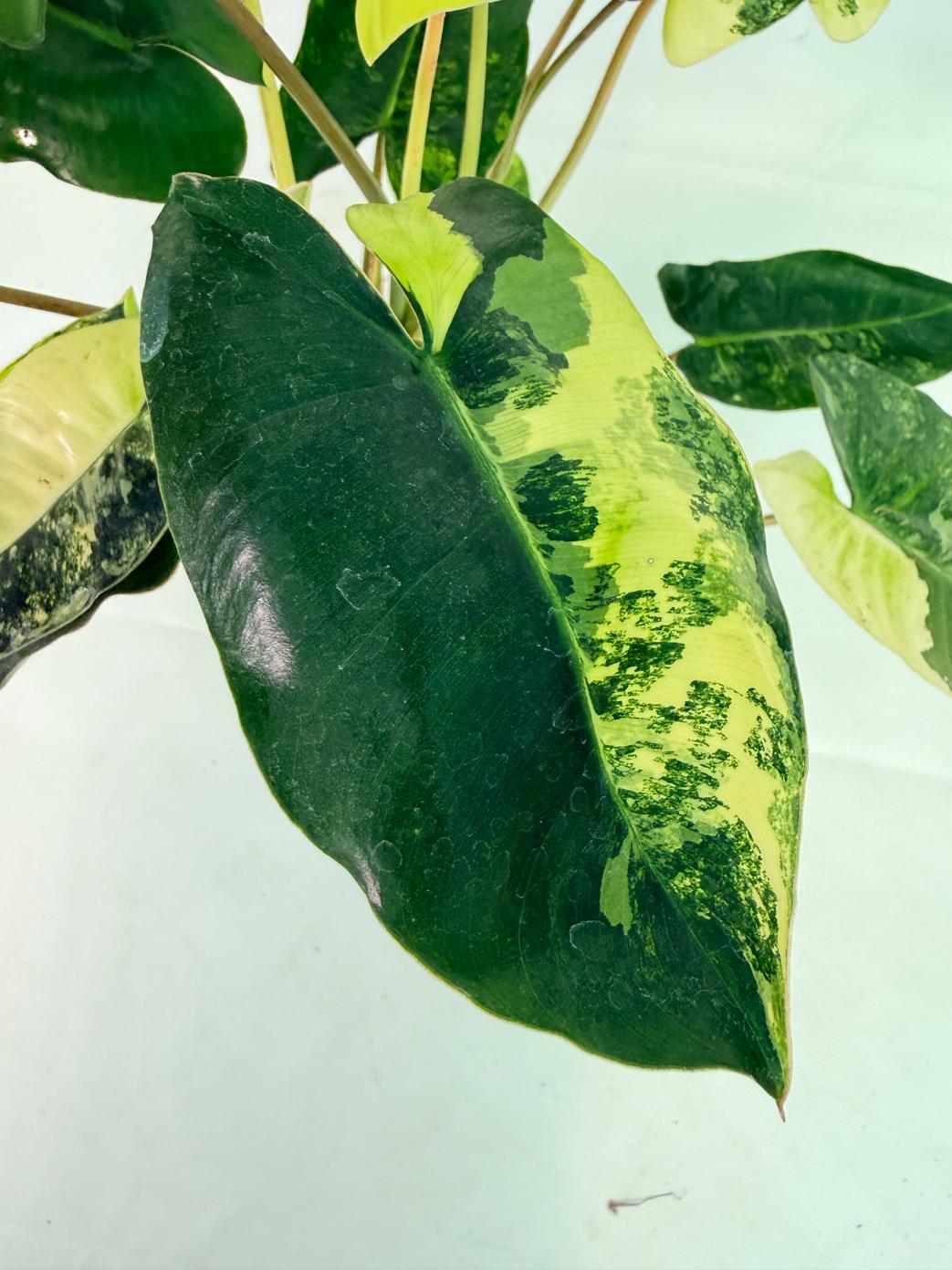 Philodendron Burle Marx Variegata 08