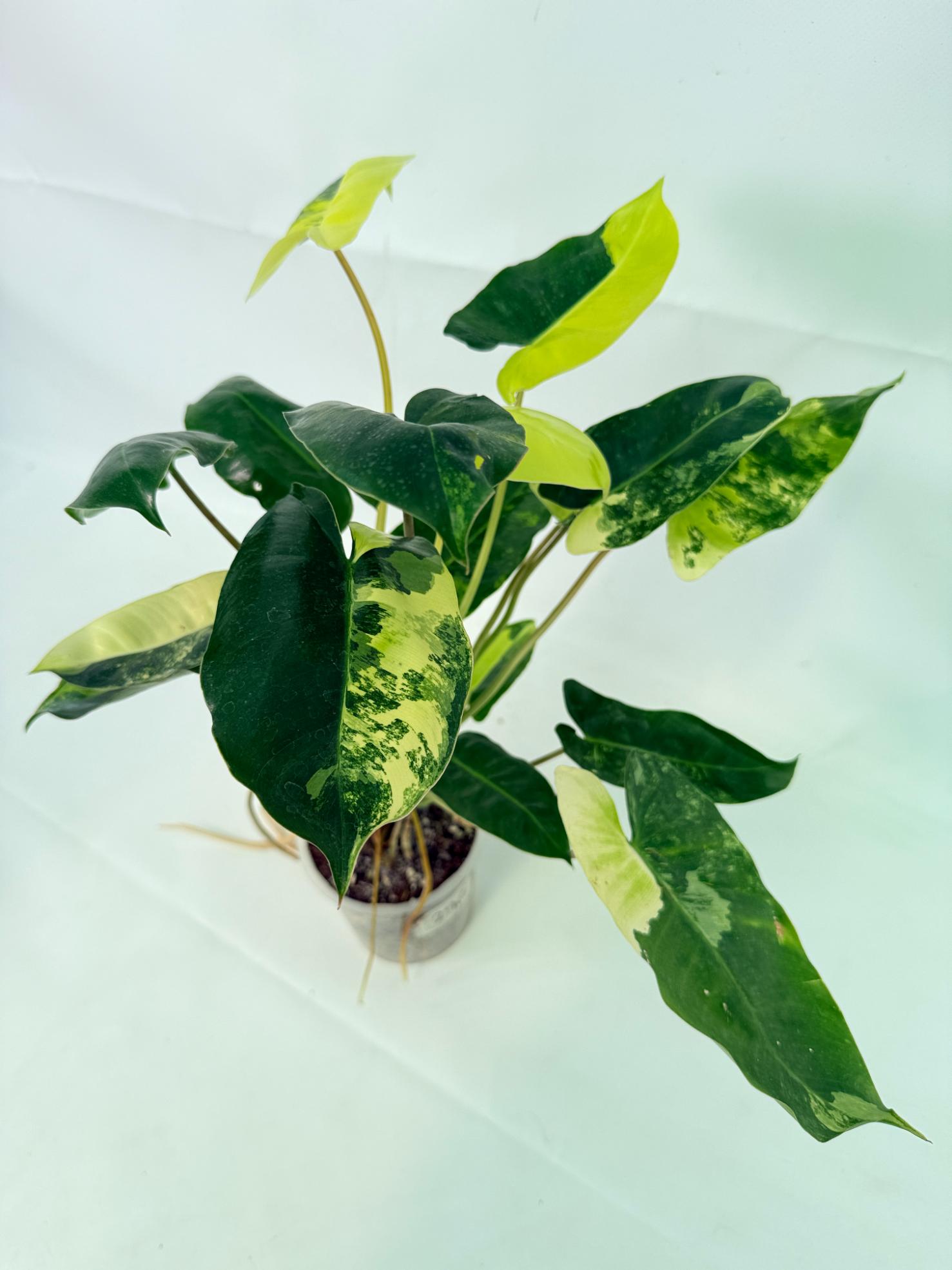 Philodendron Burle Marx Variegata 09