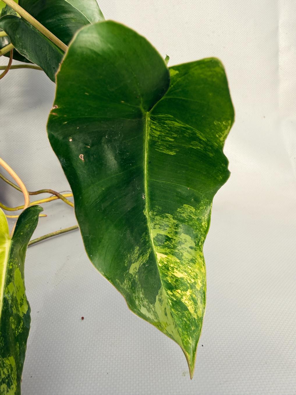 Philodendron Burle Marx Variegata XL 08