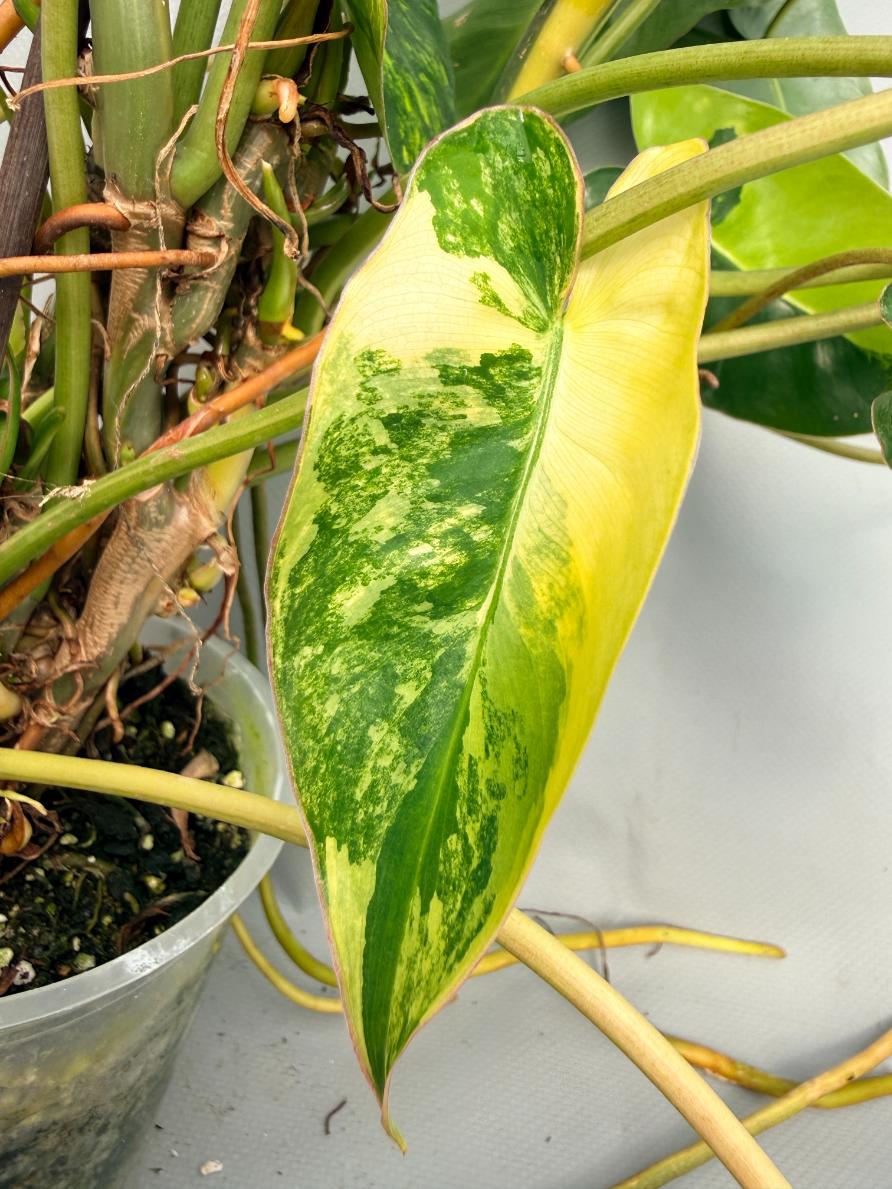 Philodendron Burle Marx Variegata XL 09