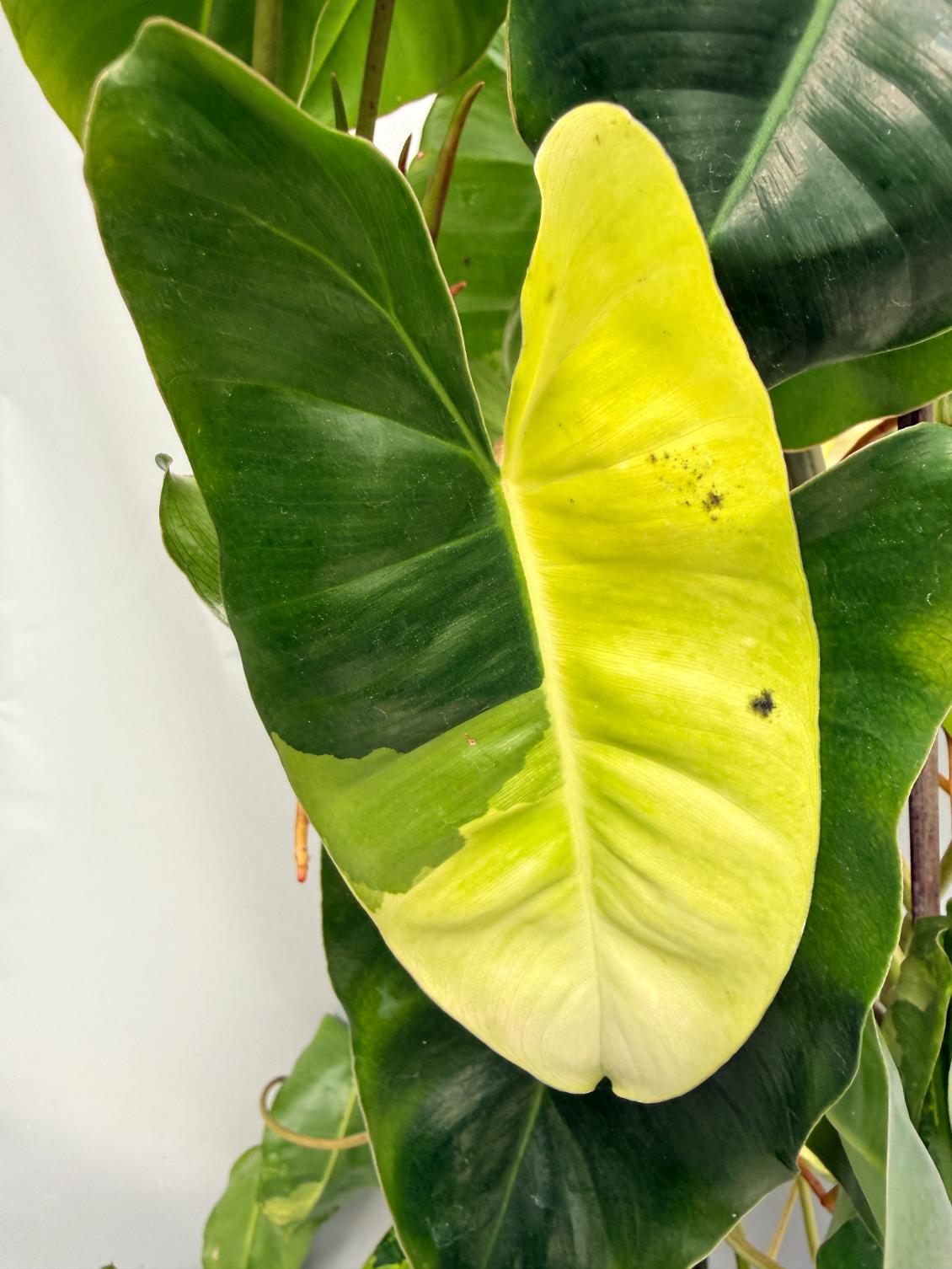 Philodendron Burle Marx Variegata XL 10