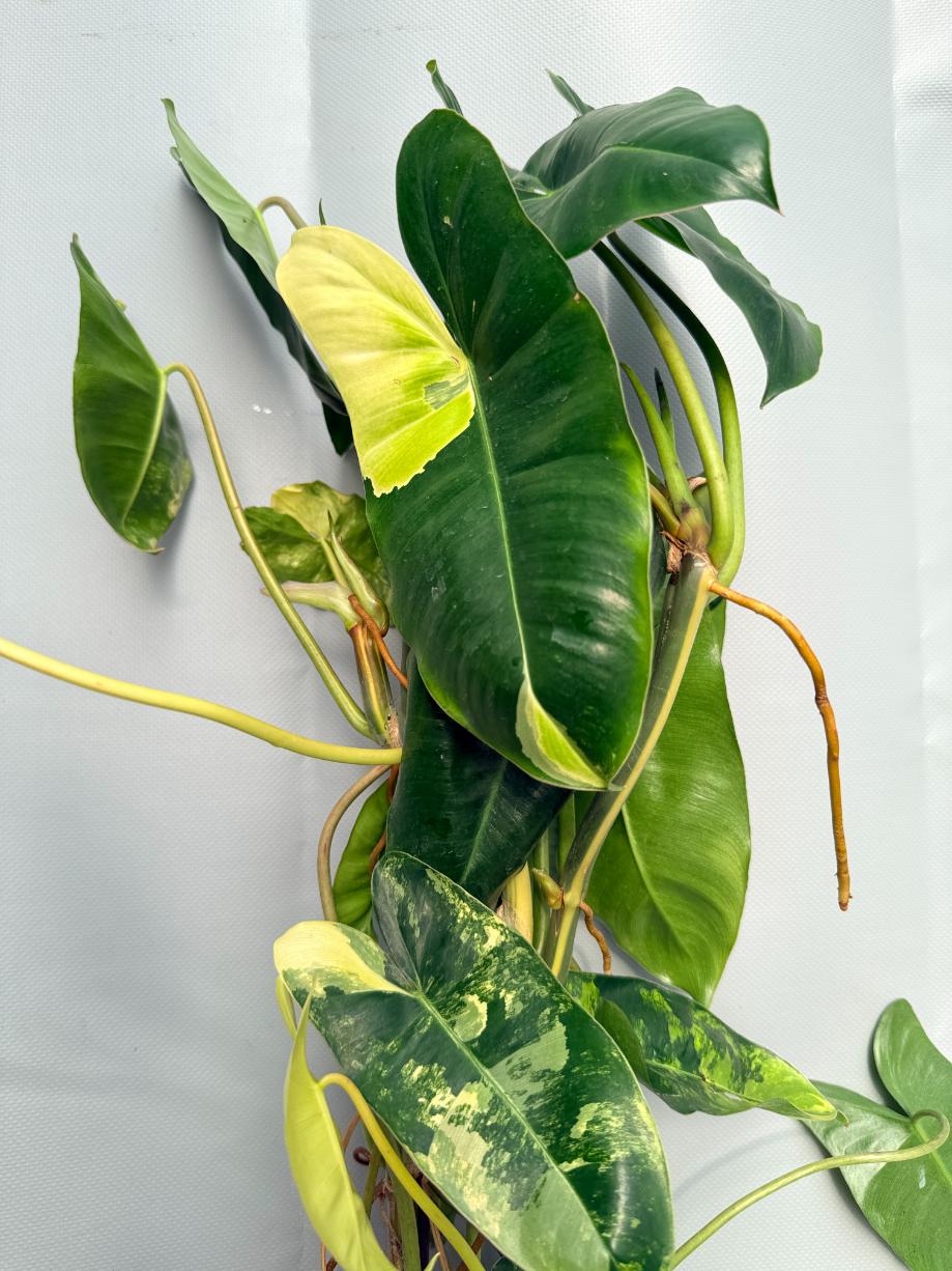 Philodendron Burle Marx Variegata XL 11