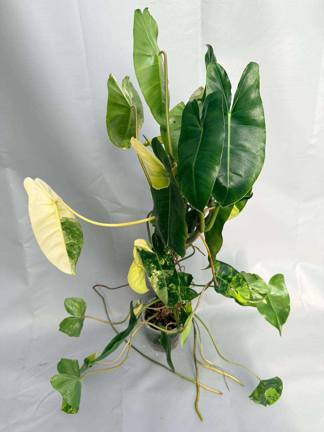 Philodendron Burle Marx Variegata XL 01