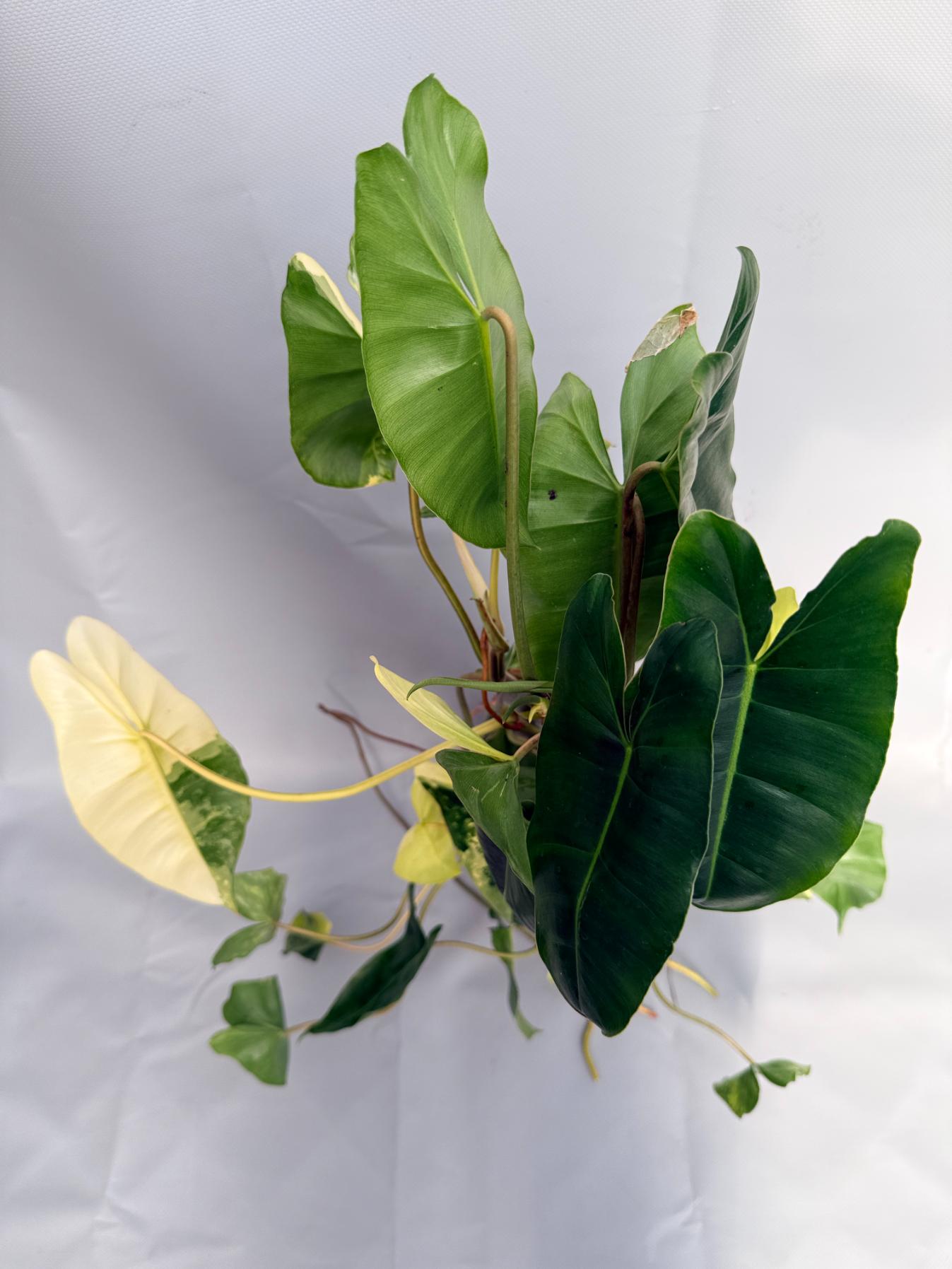 Philodendron Burle Marx Variegata XL 02