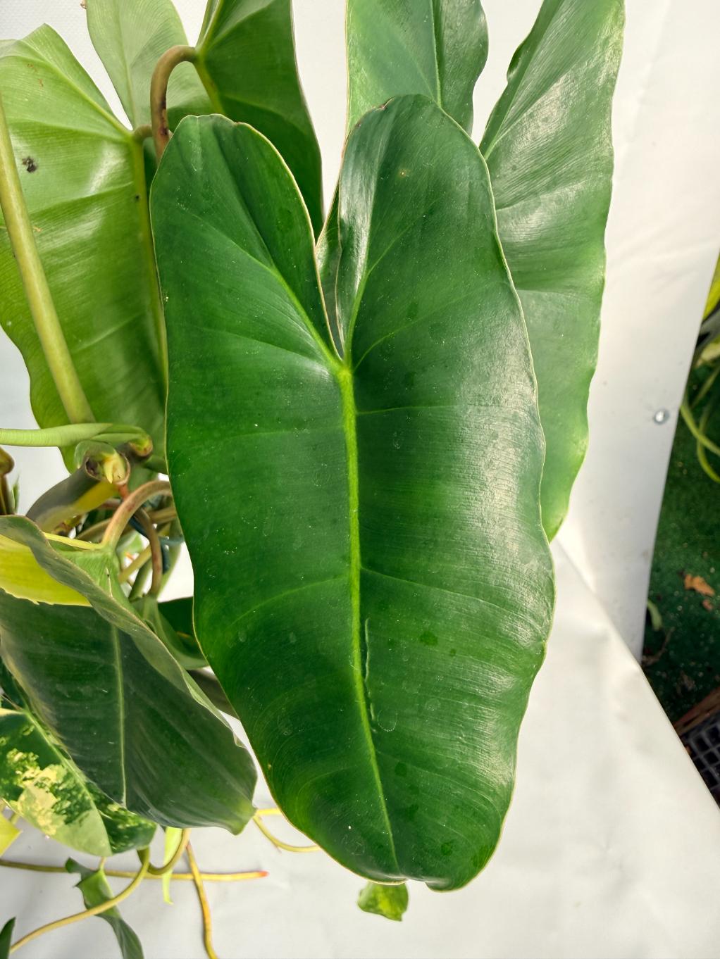Philodendron Burle Marx Variegata XL 03