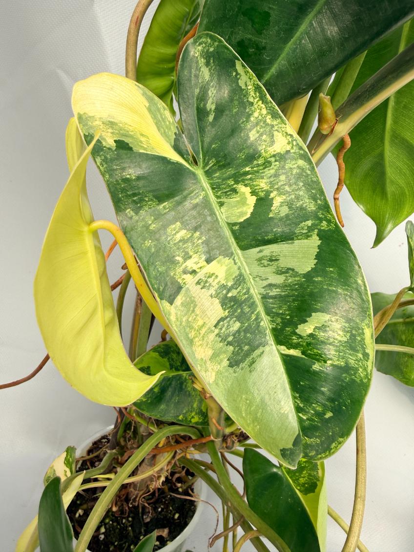 Philodendron Burle Marx Variegata XL 04