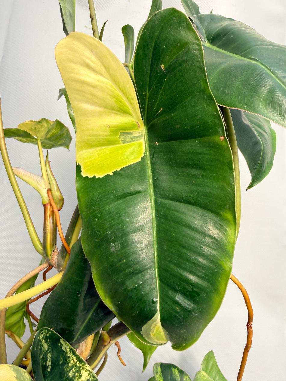 Philodendron Burle Marx Variegata XL 05
