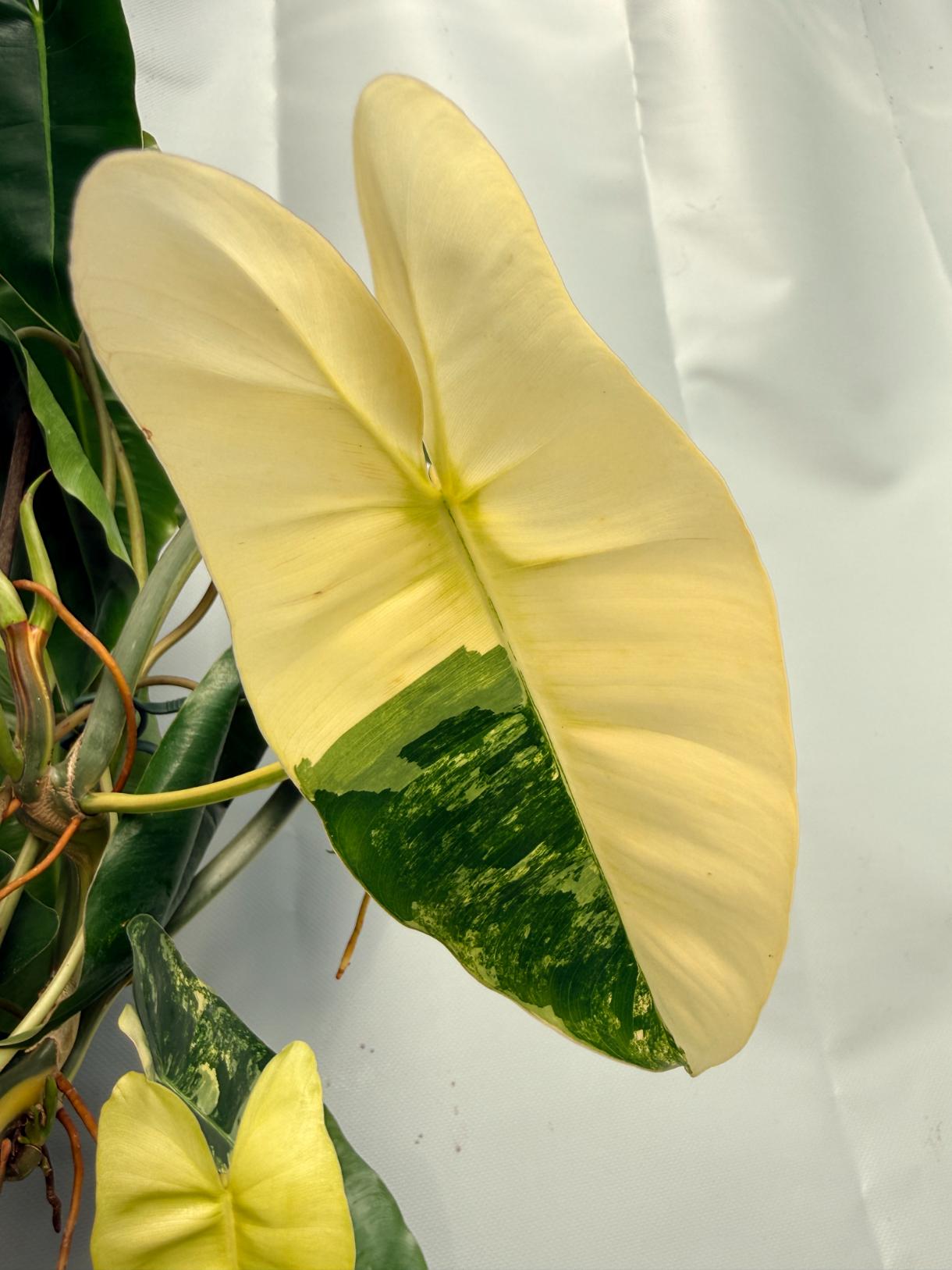 Philodendron Burle Marx Variegata XL 06