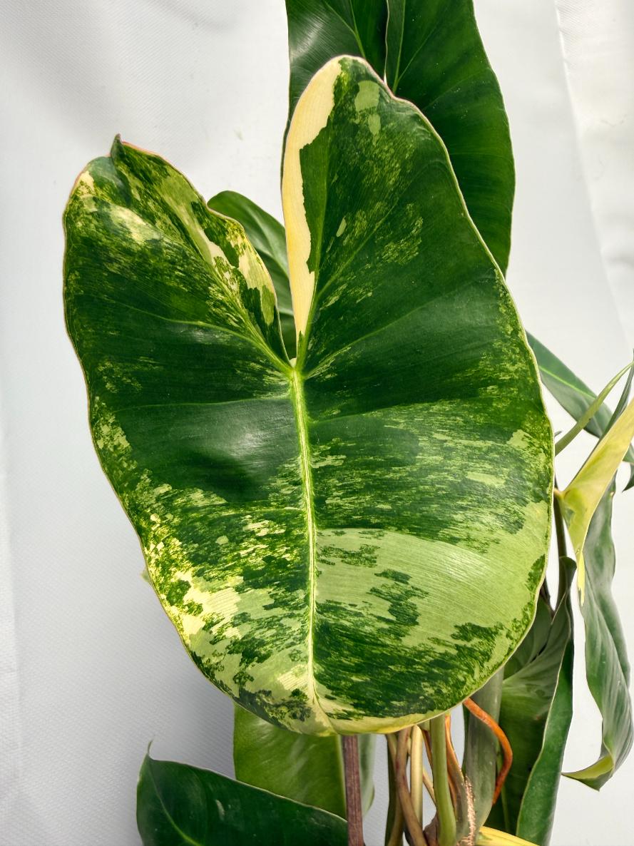 Philodendron Burle Marx Variegata XL 07