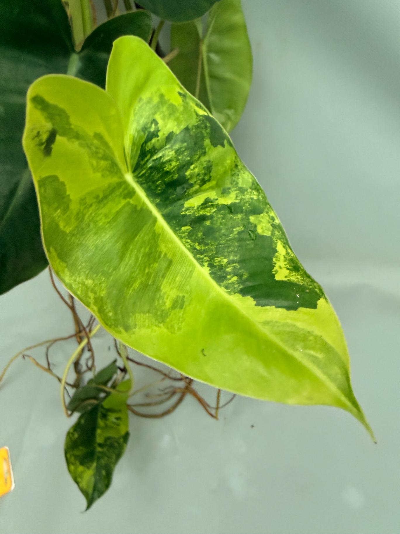 Philodendron Burle Marx Variegata XL 05