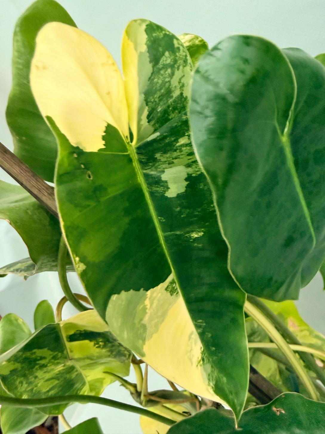Philodendron Burle Marx Variegata XL 06
