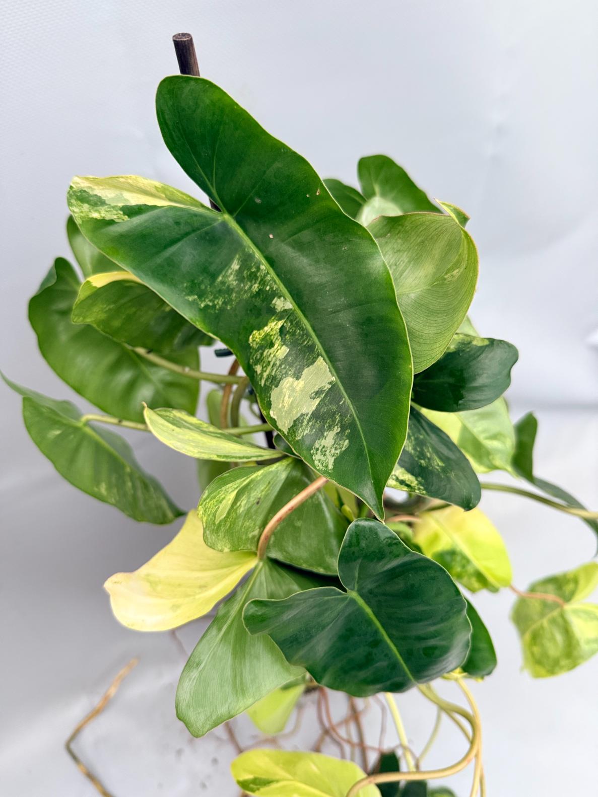 Philodendron Burle Marx Variegata XL 07