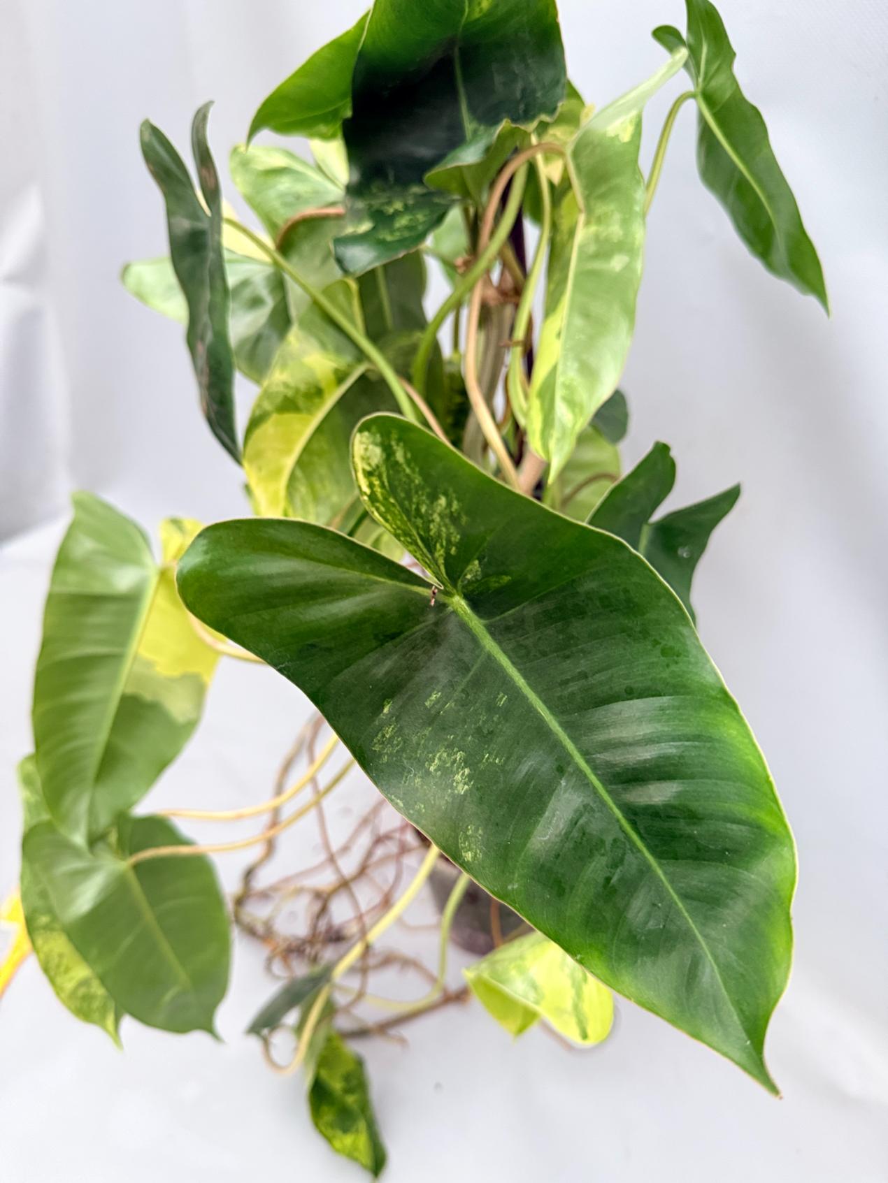 Philodendron Burle Marx Variegata XL 08