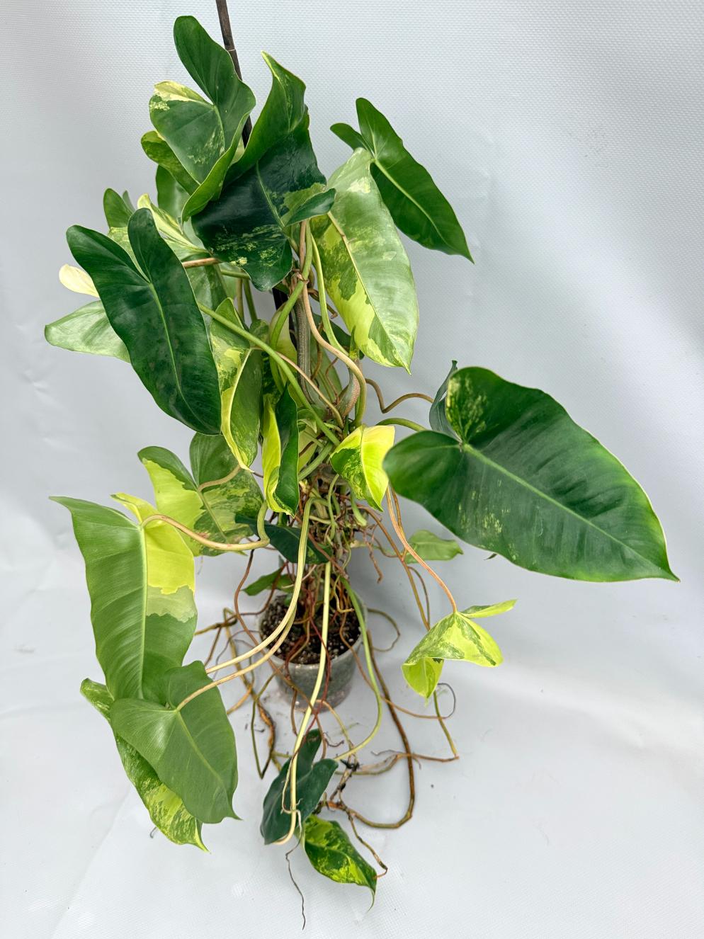 Philodendron Burle Marx Variegata XL 01
