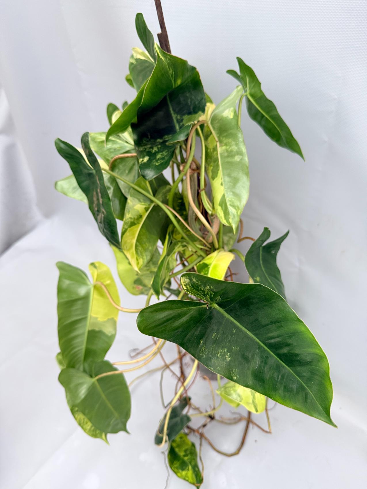 Philodendron Burle Marx Variegata XL 02