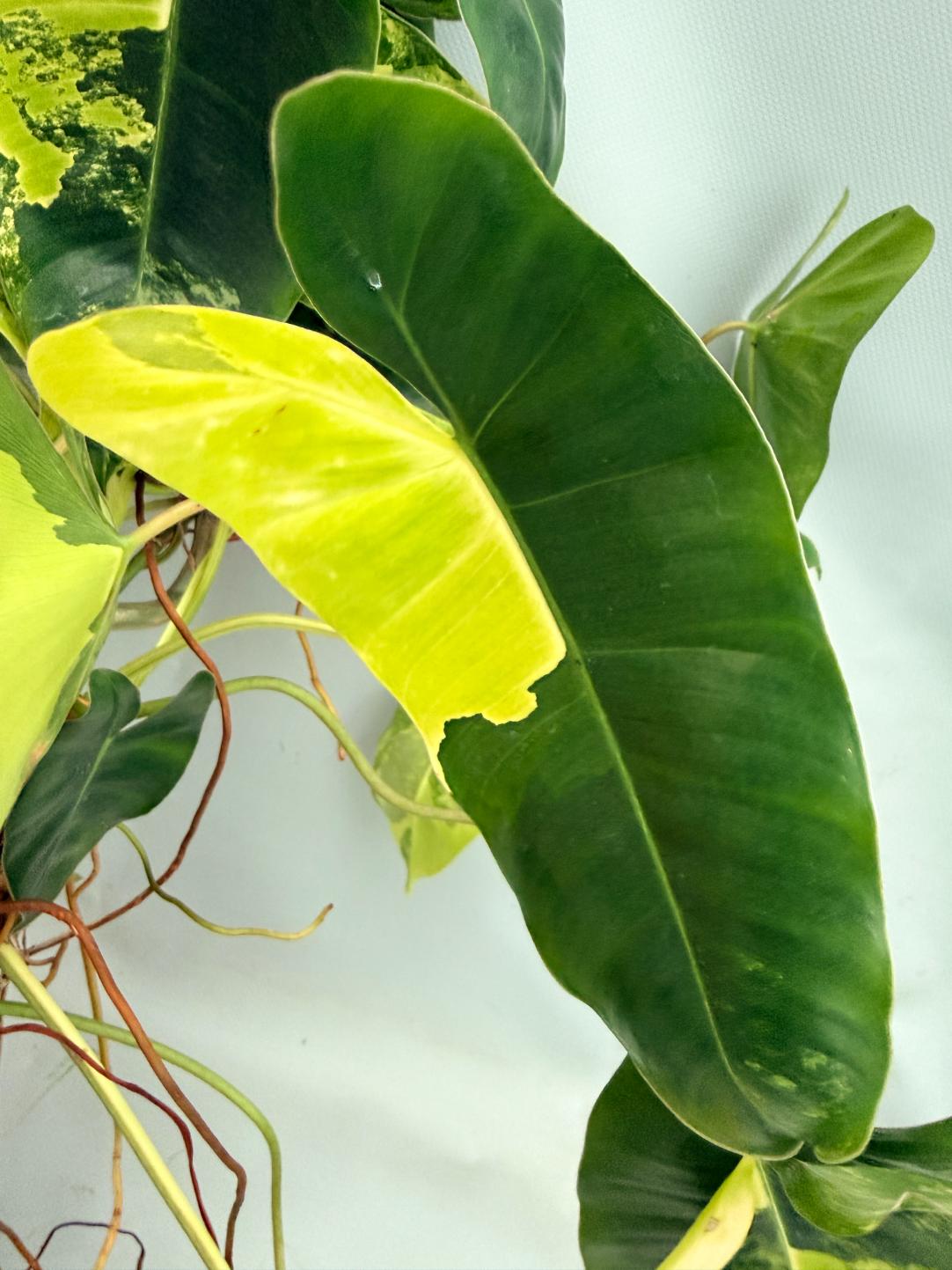 Philodendron Burle Marx Variegata XL 03