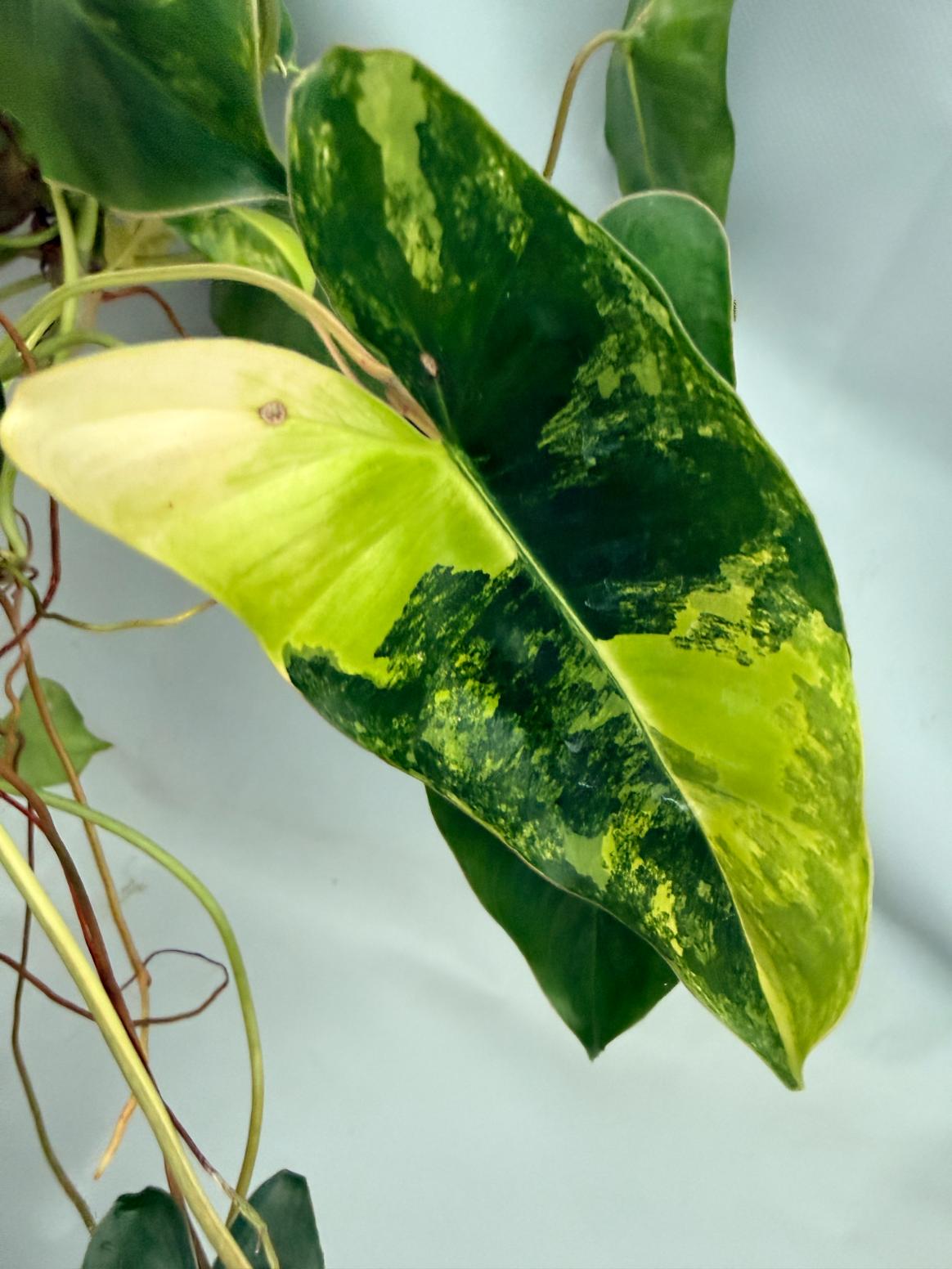 Philodendron Burle Marx Variegata XL 04