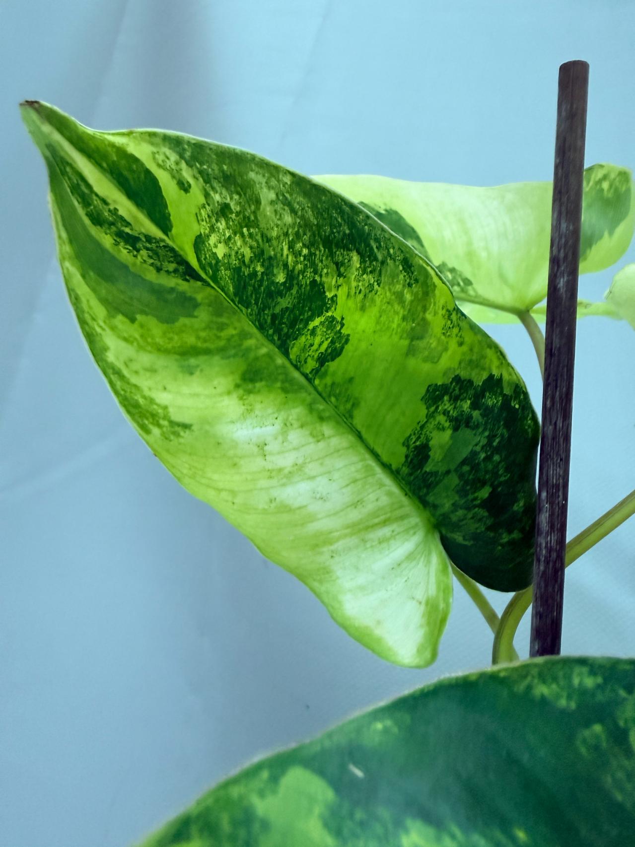 Philodendron Burle Marx Variegata XL 08