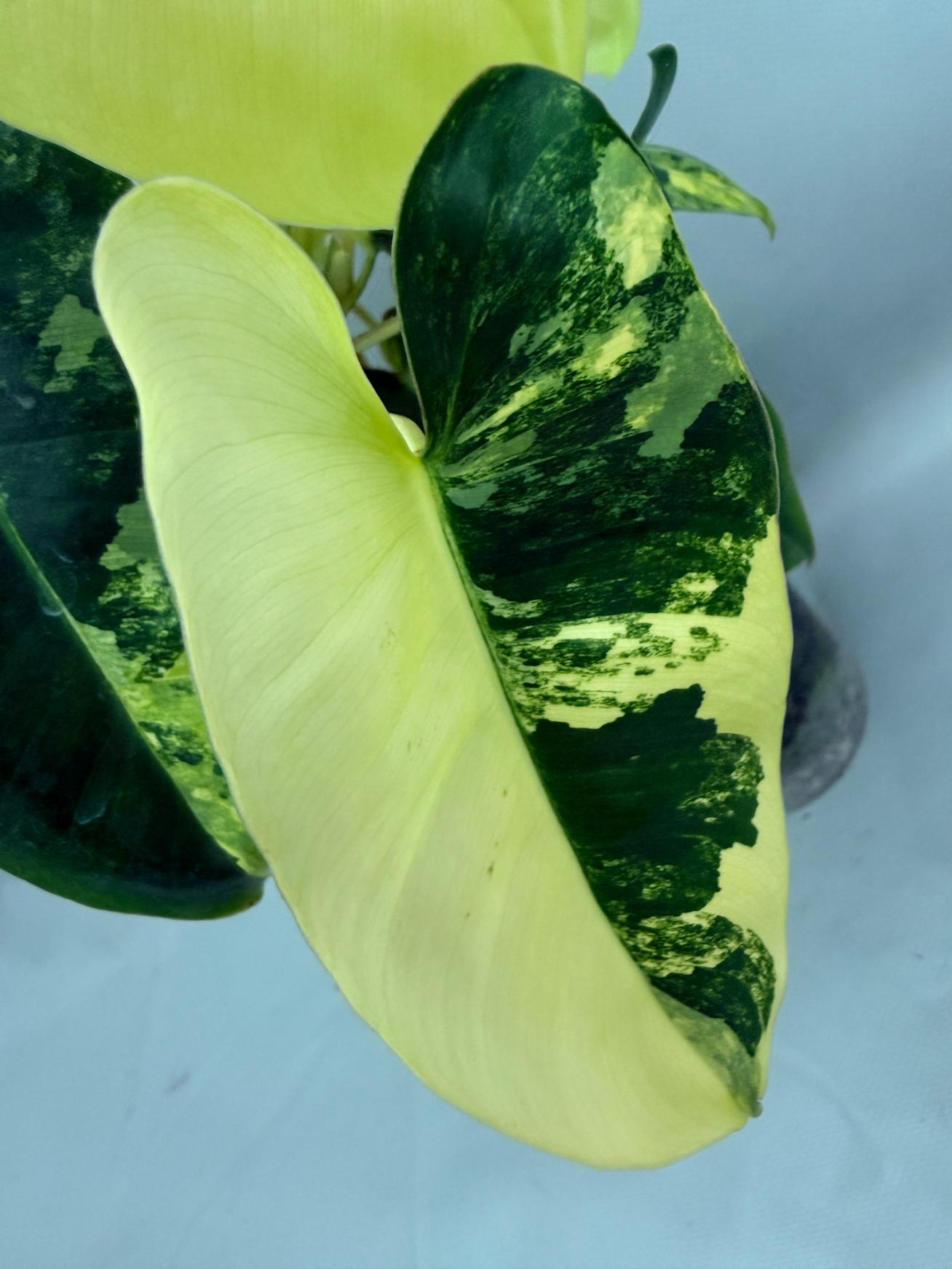 Philodendron Burle Marx Variegata XL 09