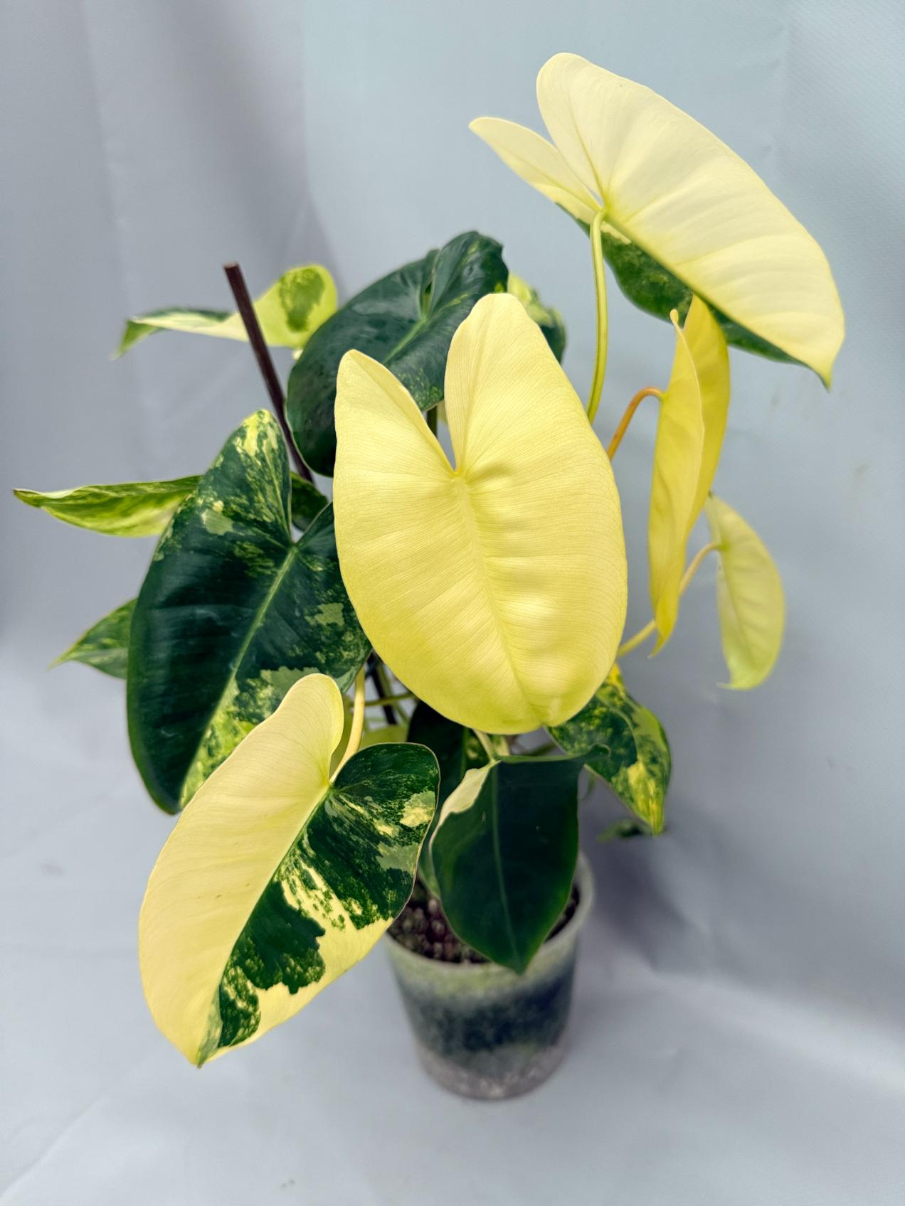 Philodendron Burle Marx Variegata XL 01