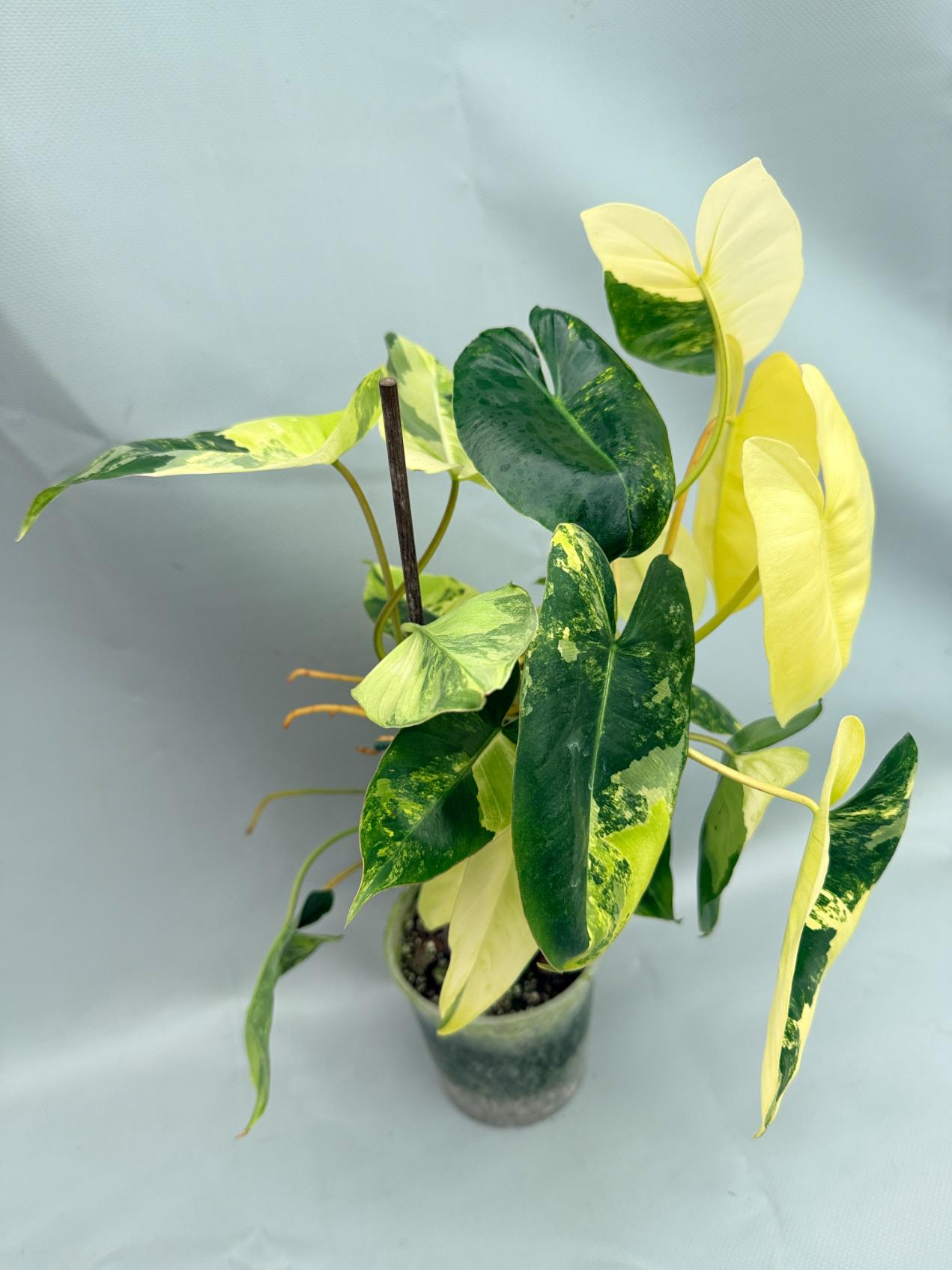 Philodendron Burle Marx Variegata XL 02