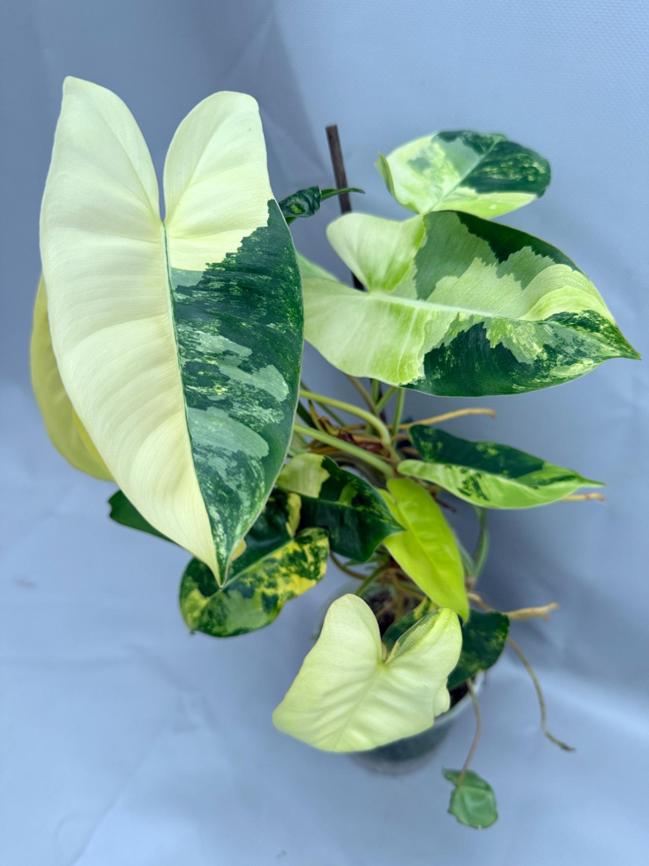 Philodendron Burle Marx Variegata XL 03