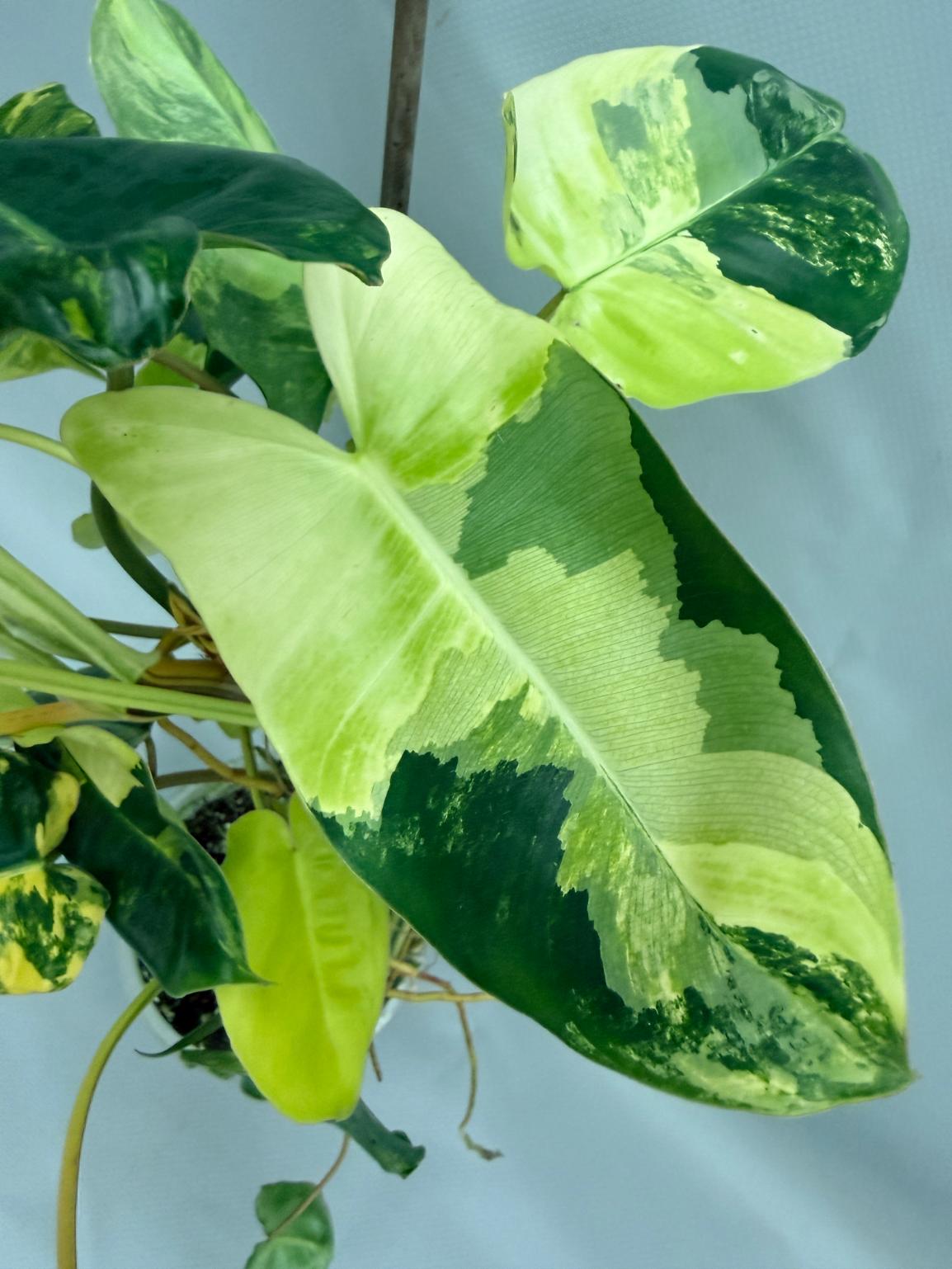 Philodendron Burle Marx Variegata XL 04