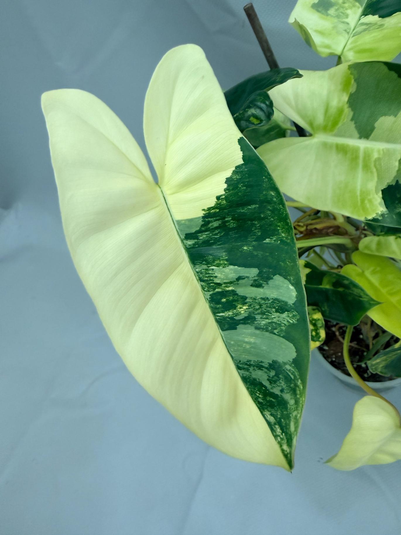 Philodendron Burle Marx Variegata XL 05