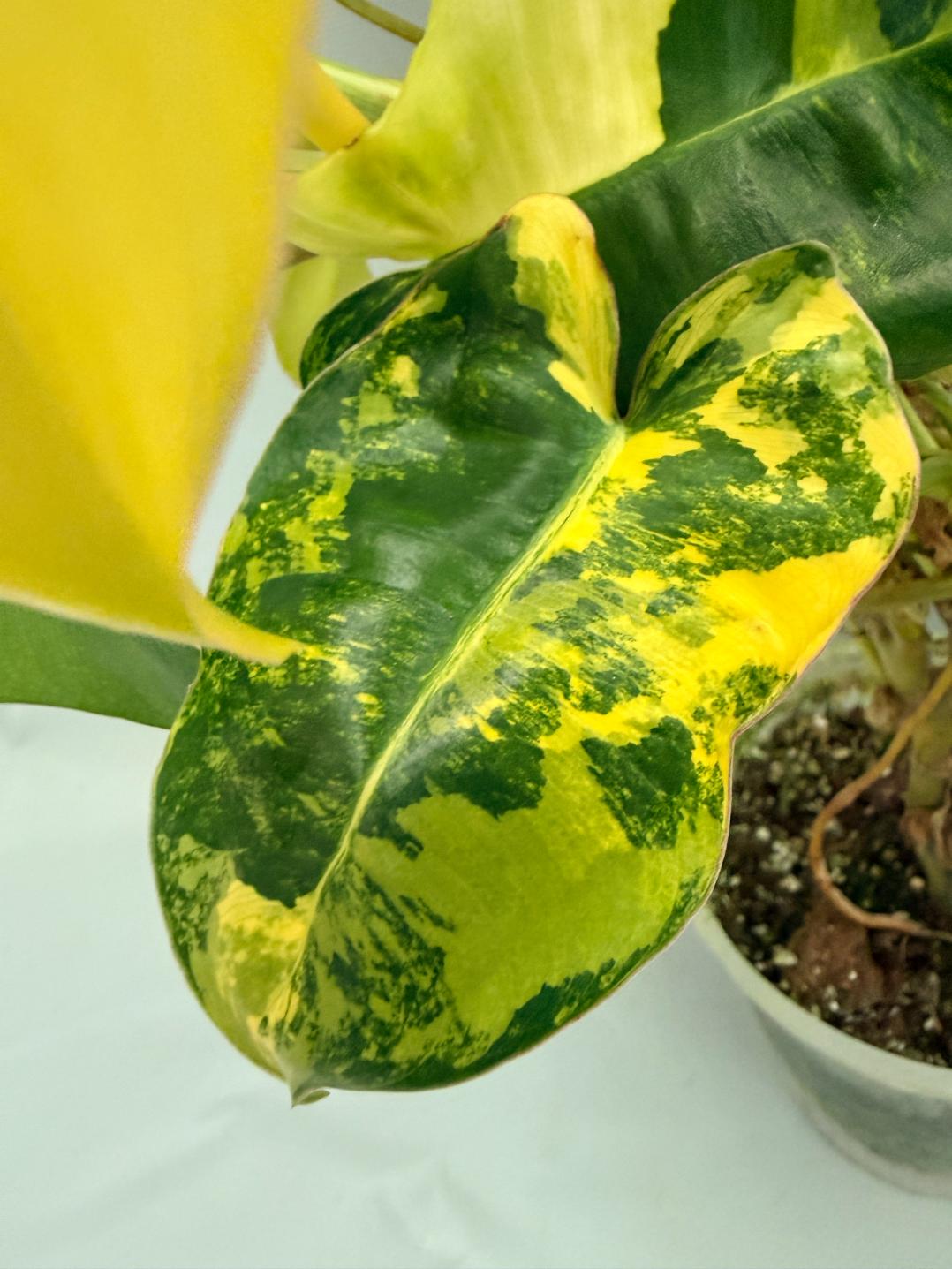 Philodendron Burle Marx Variegata XL 06