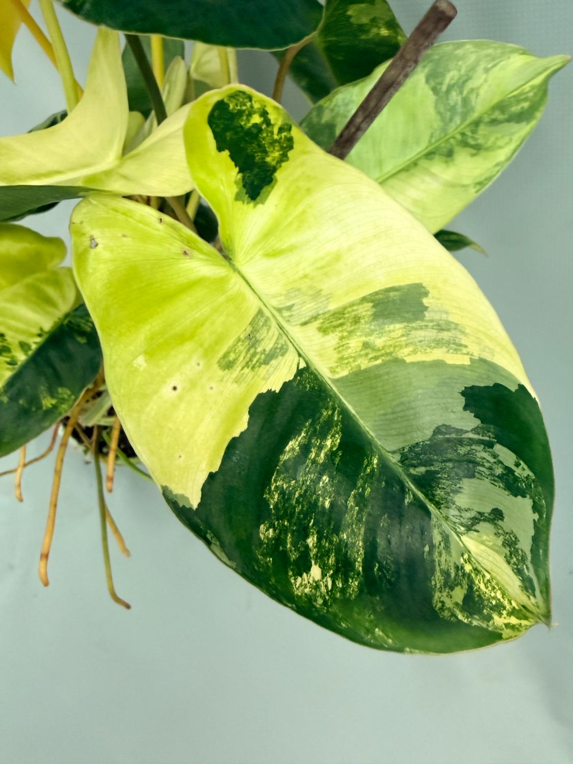 Philodendron Burle Marx Variegata XL 07