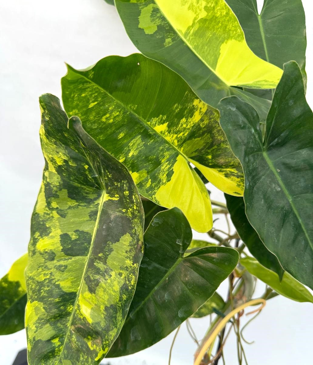 Philodendron Burle Marx Variegata