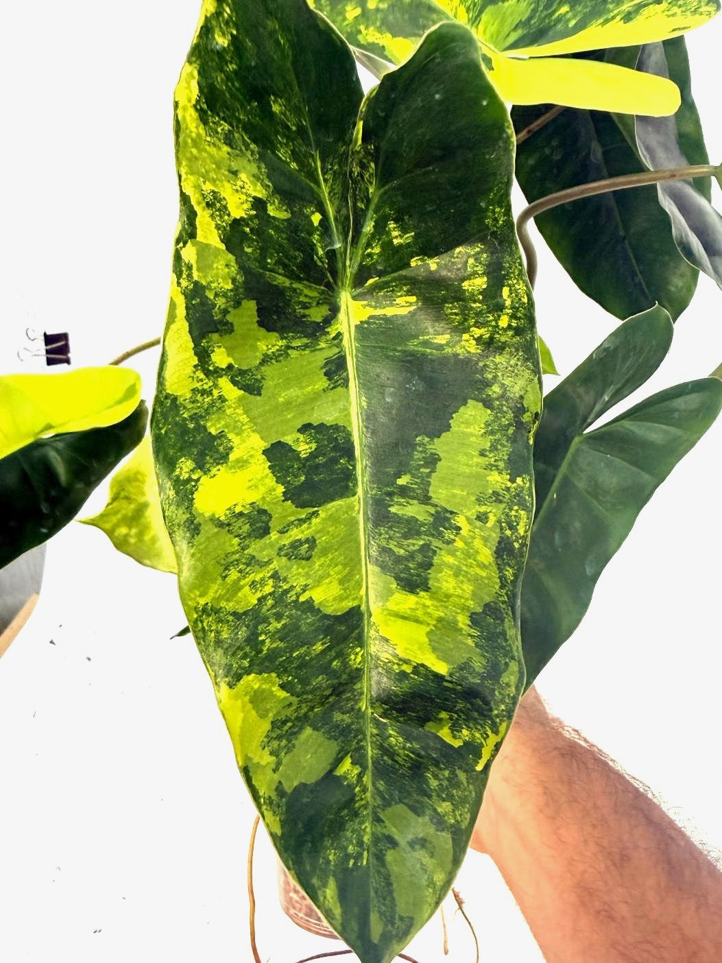 Philodendron Burle Marx Variegata