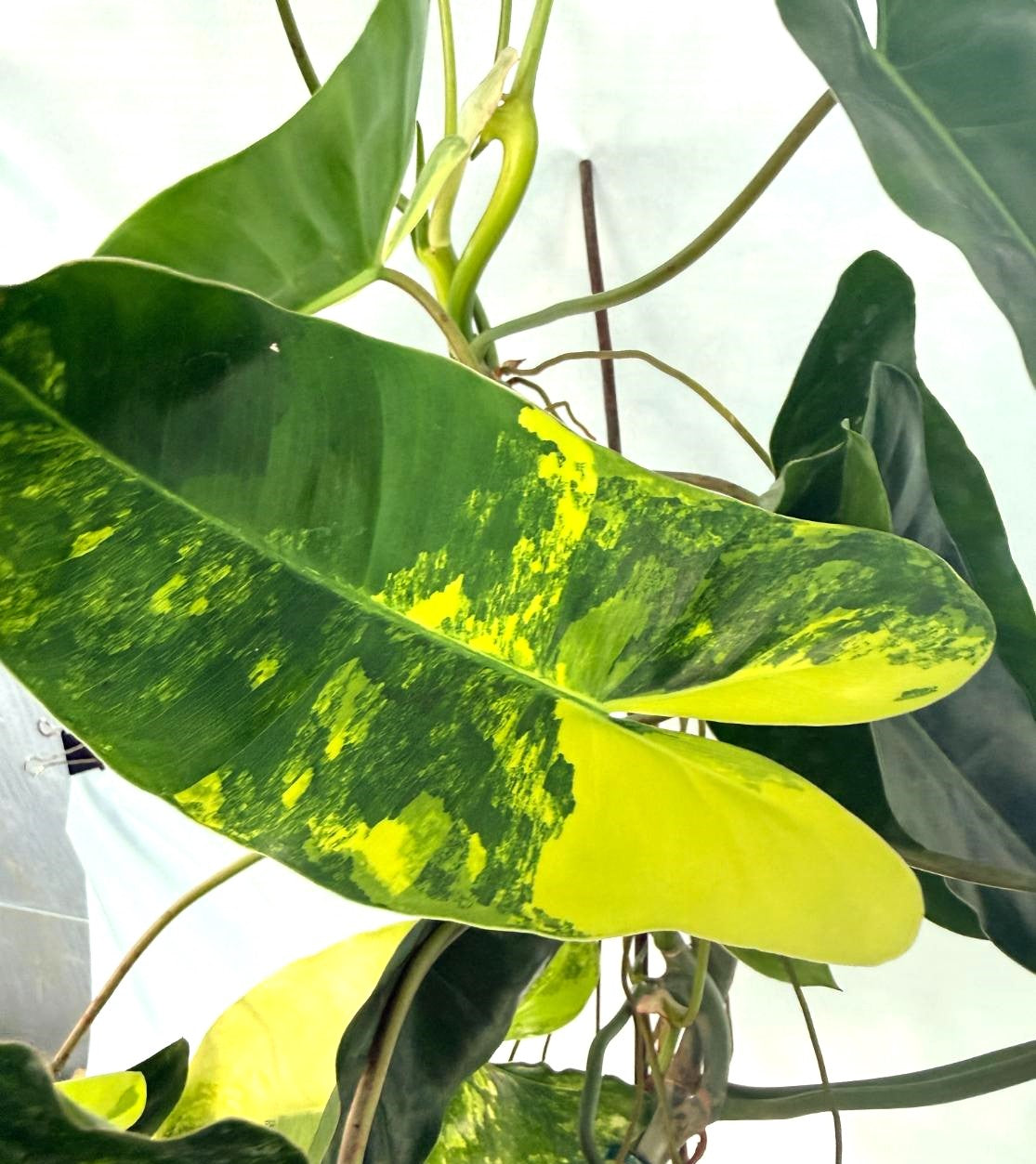 Philodendron Burle Marx Variegata