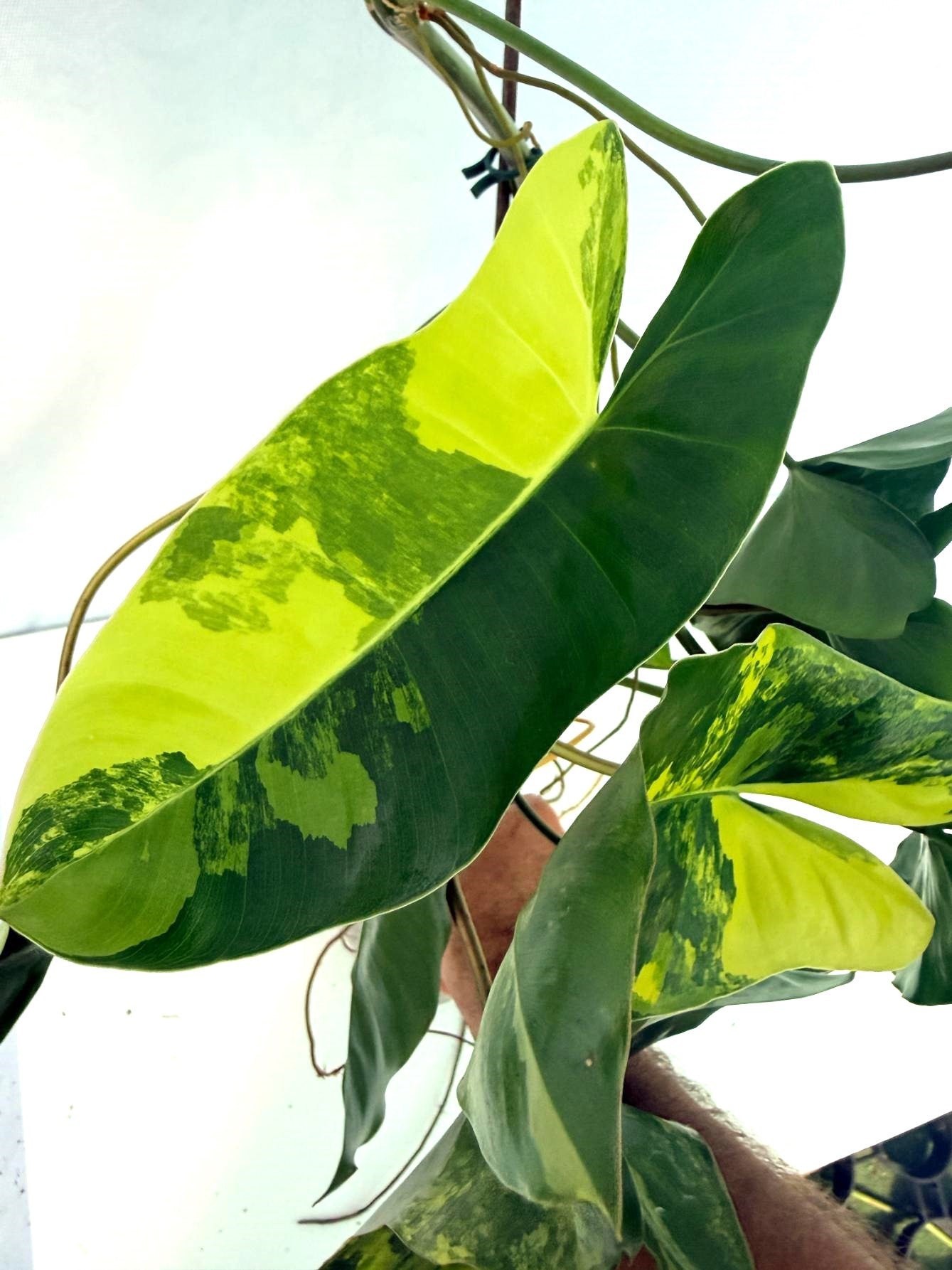 Philodendron Burle Marx Variegata