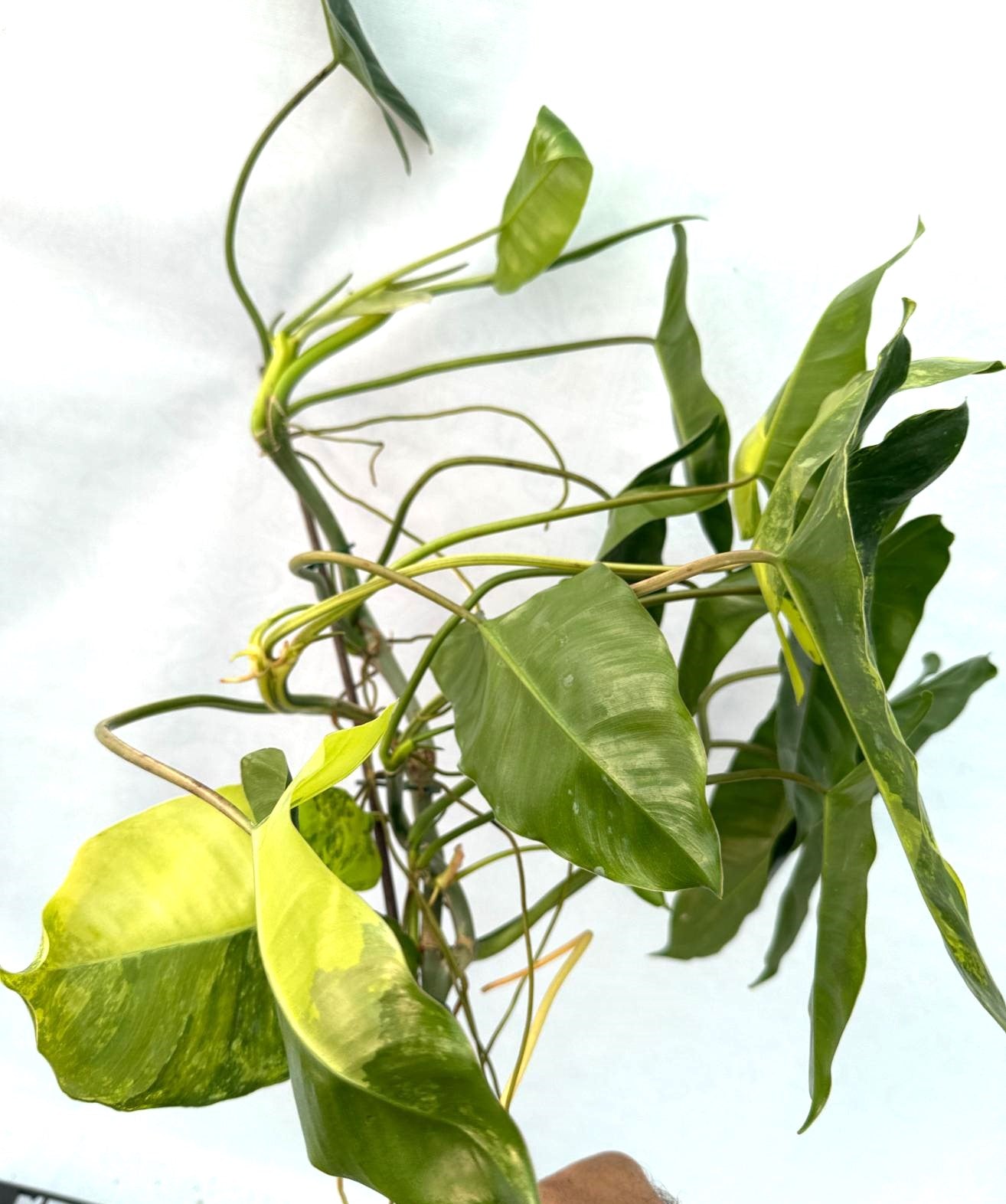 Philodendron Burle Marx Variegata