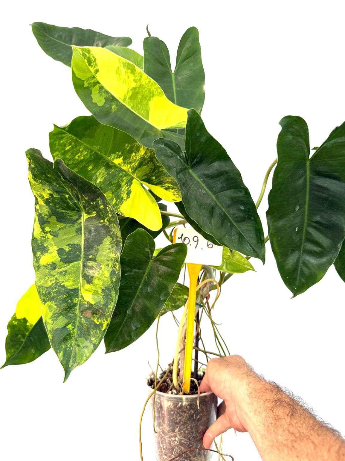 Philodendron Burle Marx Variegata