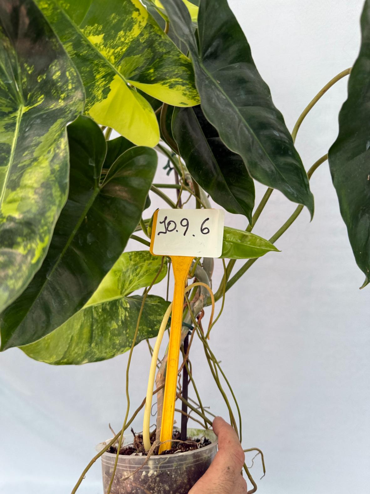 Philodendron Burle Marx Variegata