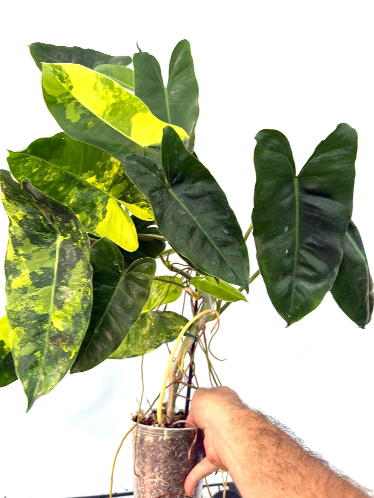 Philodendron Burle Marx Variegata