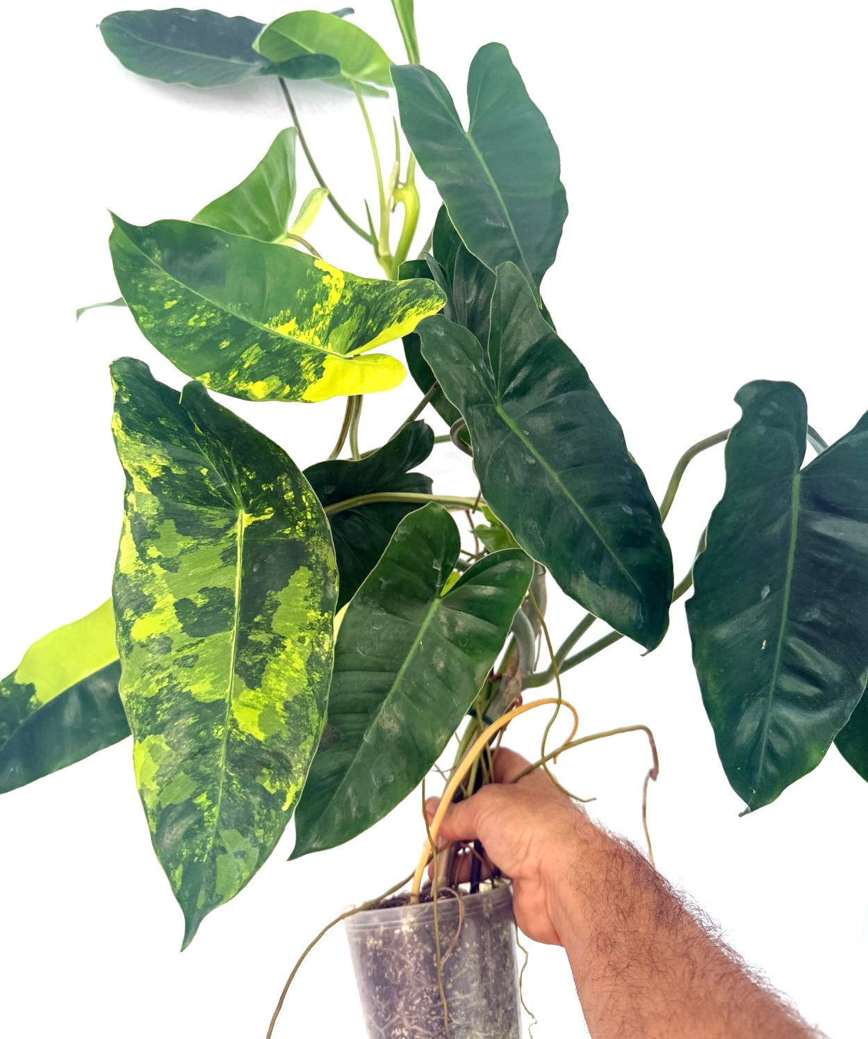 Philodendron Burle Marx Variegata