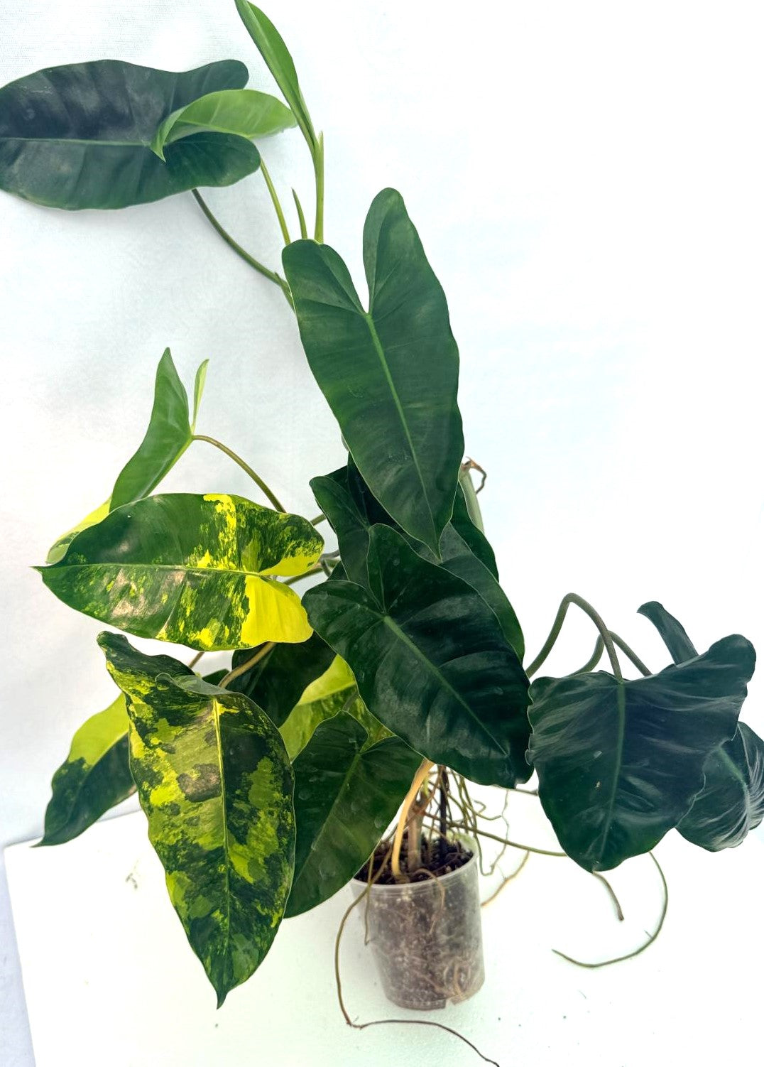 Philodendron Burle Marx Variegata