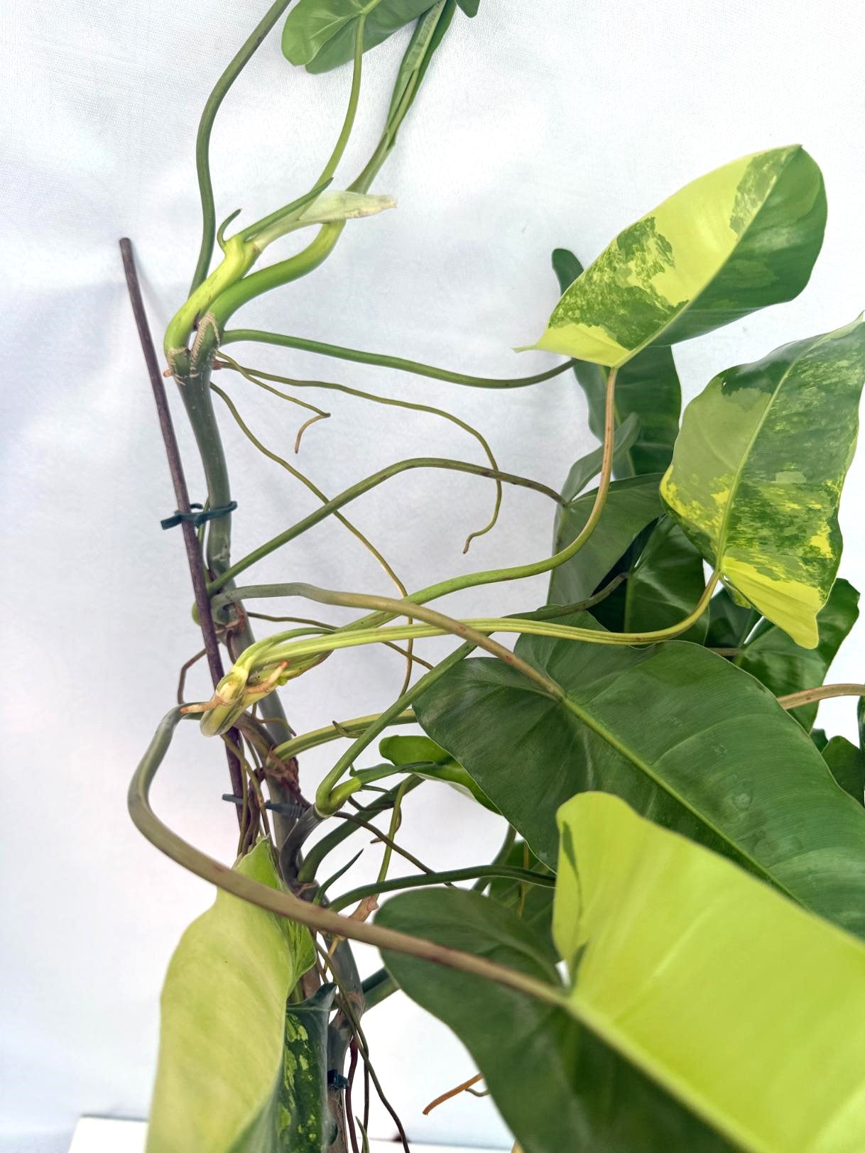 Philodendron Burle Marx Variegata