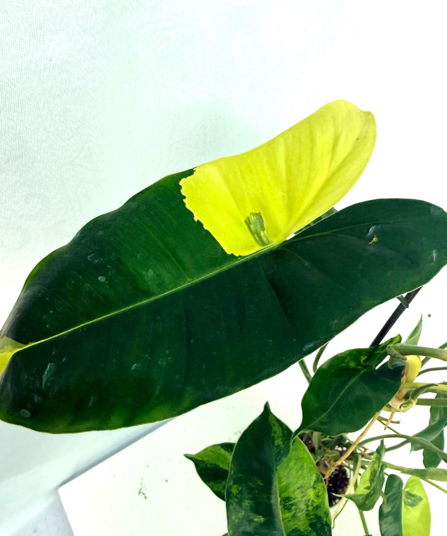 Philodendron Burle Marx Variegata