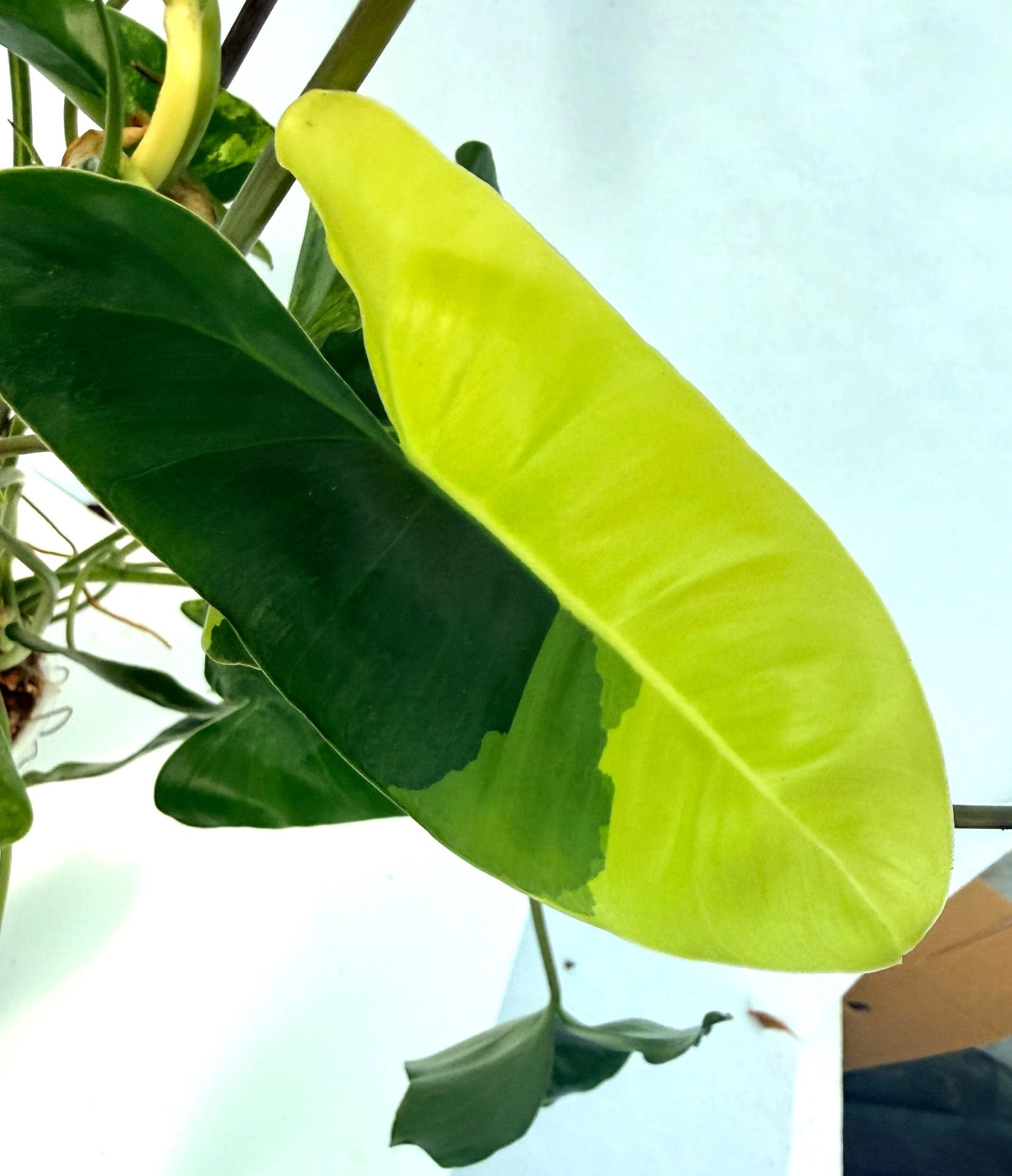 Philodendron Burle Marx Variegata