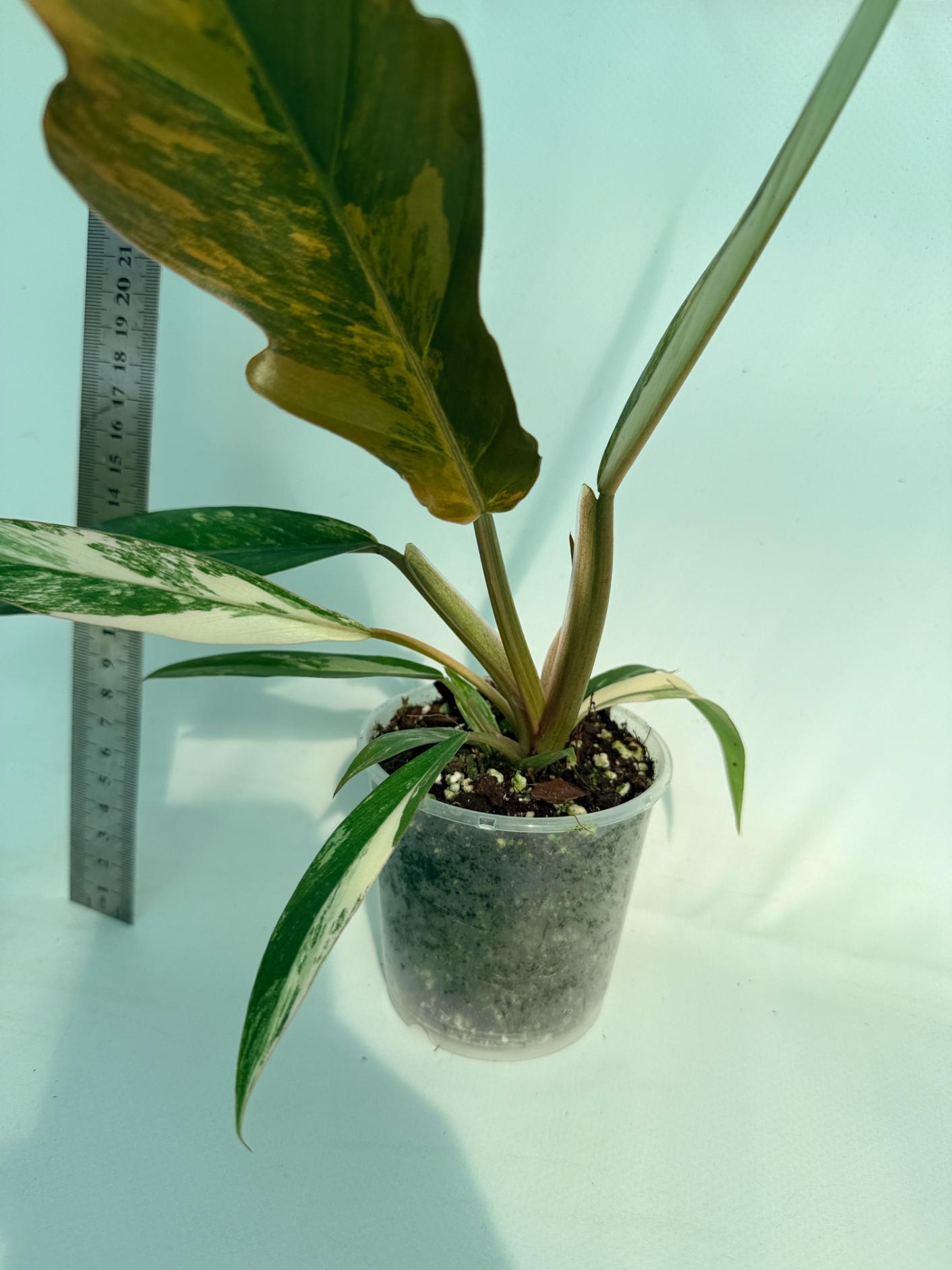 Philodendron Caramel Marble 4