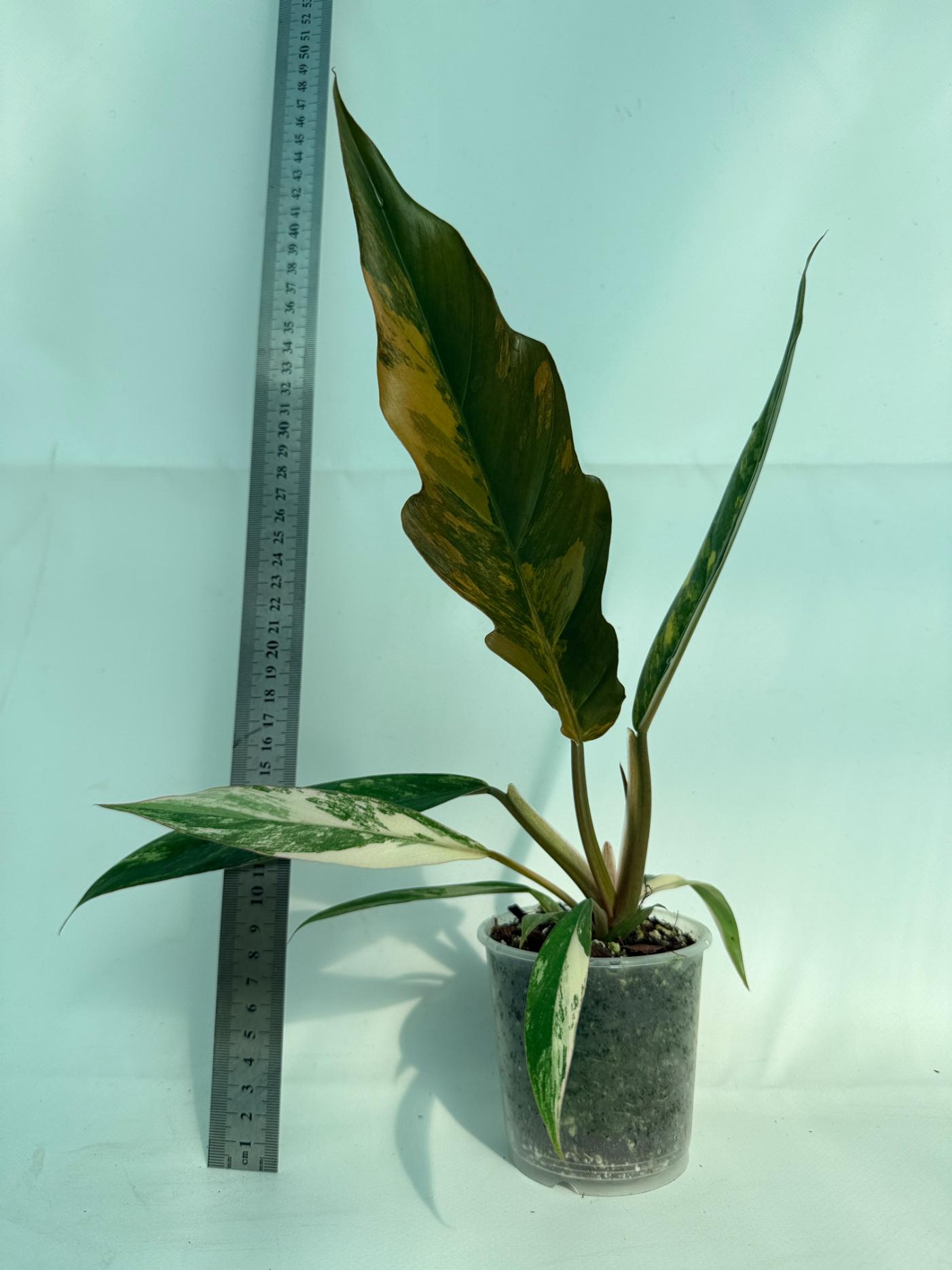 Philodendron Caramel Marble 1