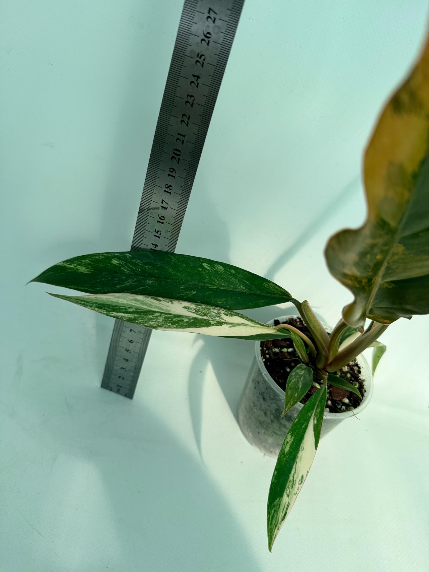 Philodendron Caramel Marble 11