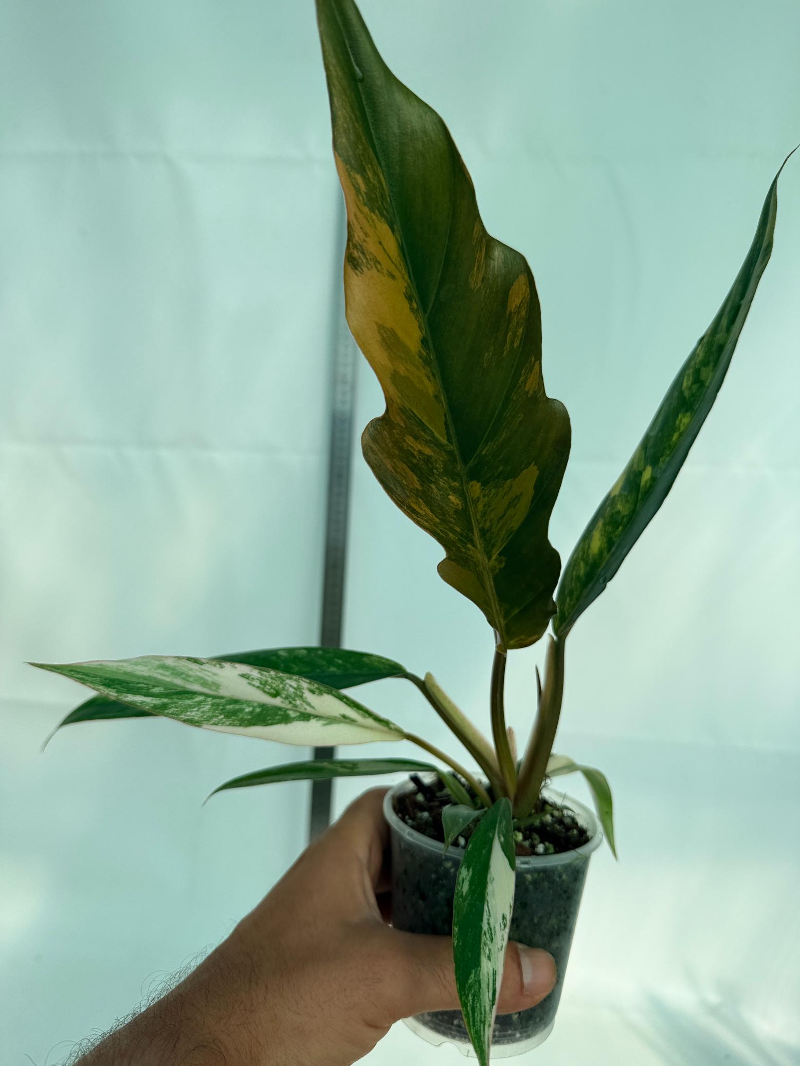 Philodendron Caramel Marble 3