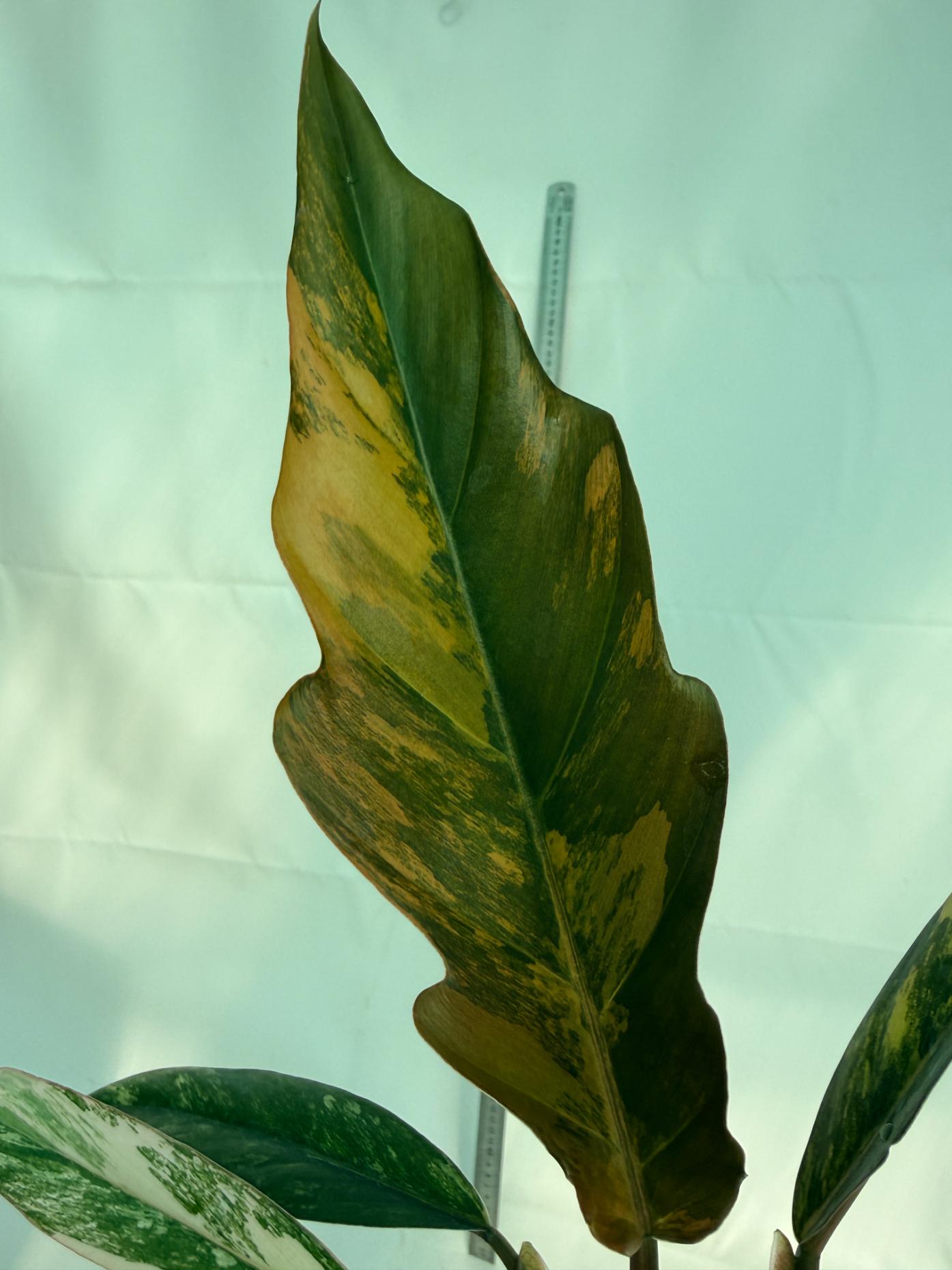 Philodendron Caramel Marble 7