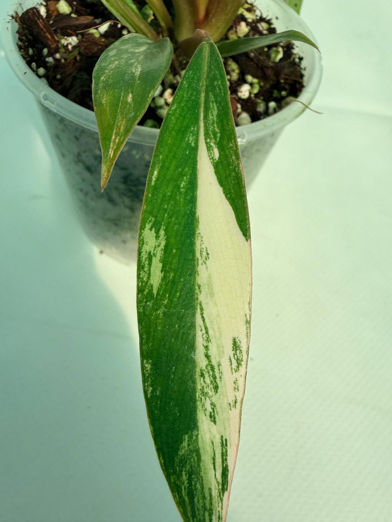 Philodendron Caramel Marble 5